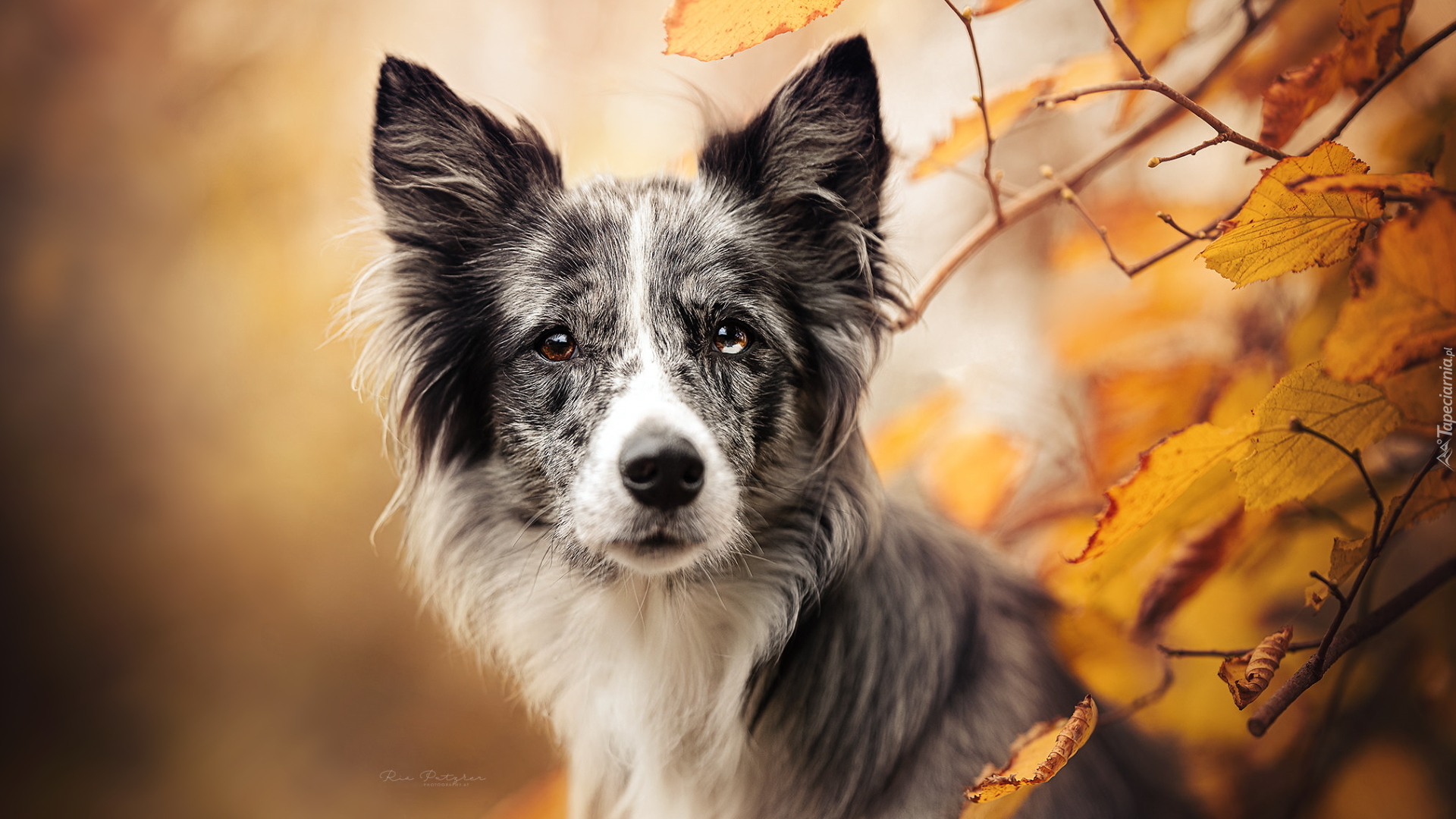 Pies, Border collie, Gałązki, Pożółkłe. Liście
