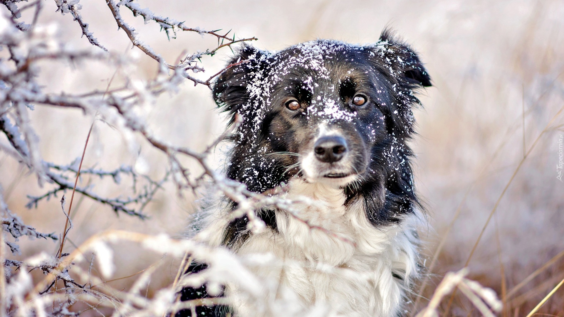 Pies, Border collie, Śnieg, Gałązki