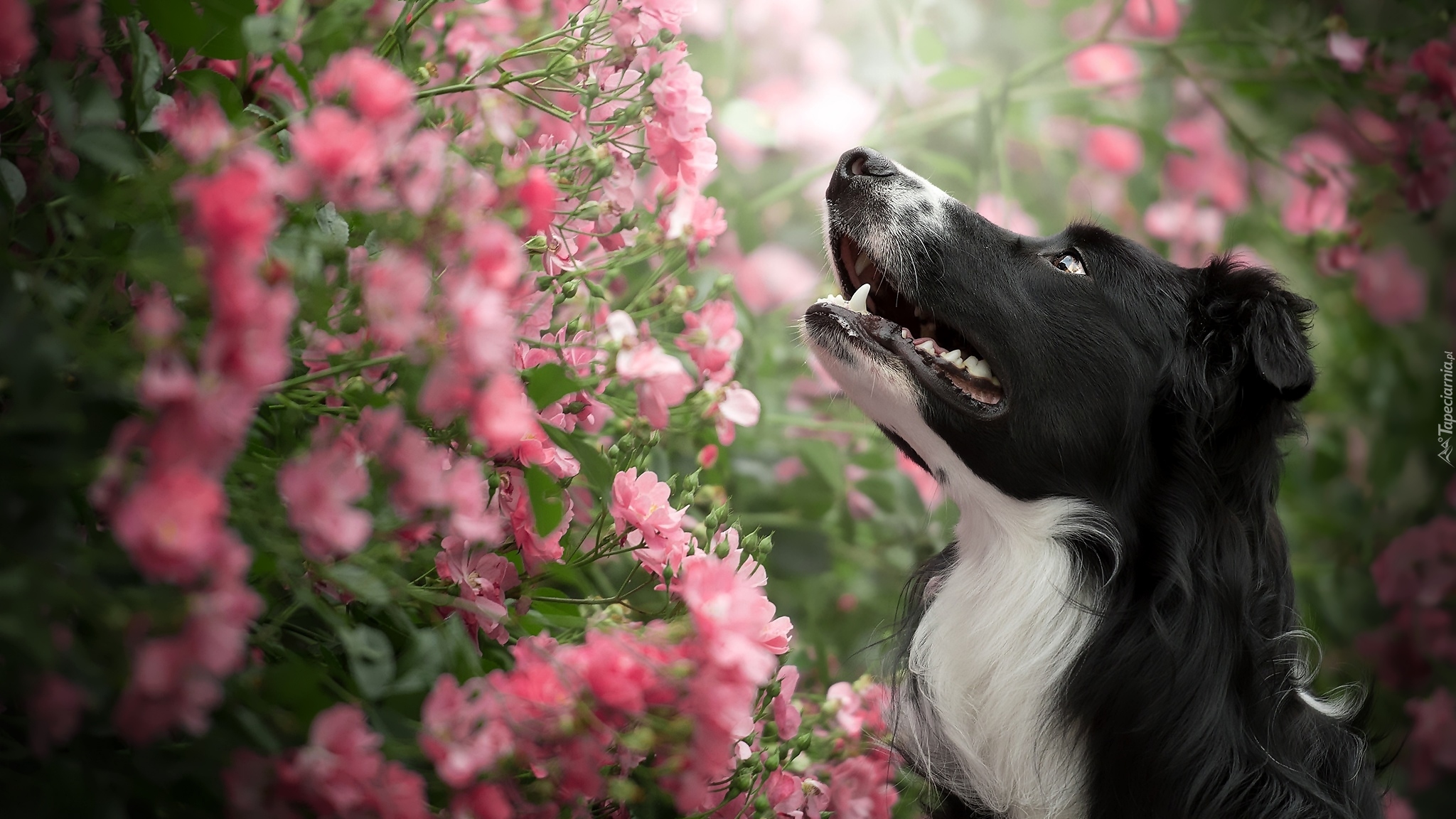 Pies, Border collie, Krzew, Różowe, Kwiatki