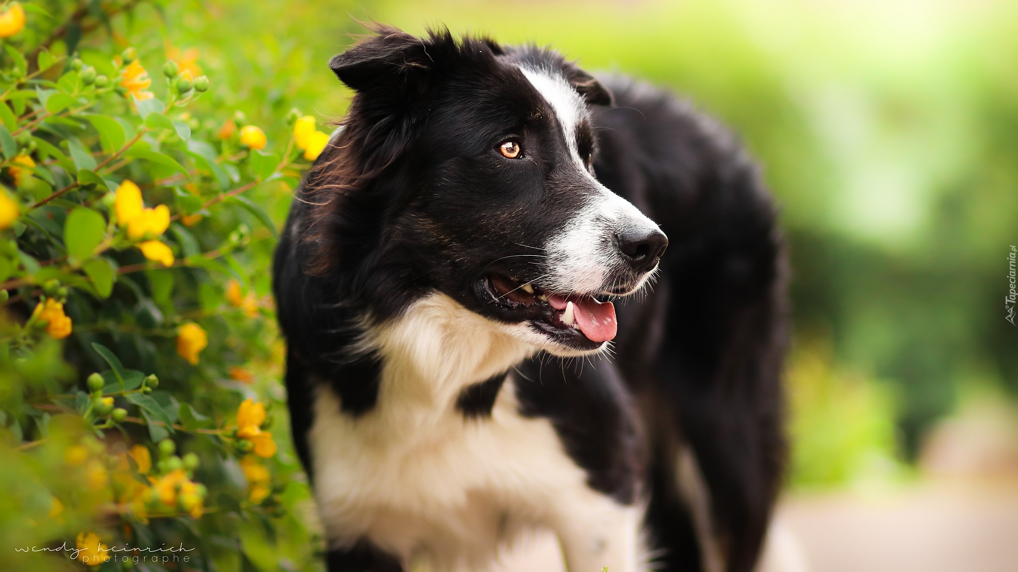 Pioes, Border collie, Krzew, Kwiaty