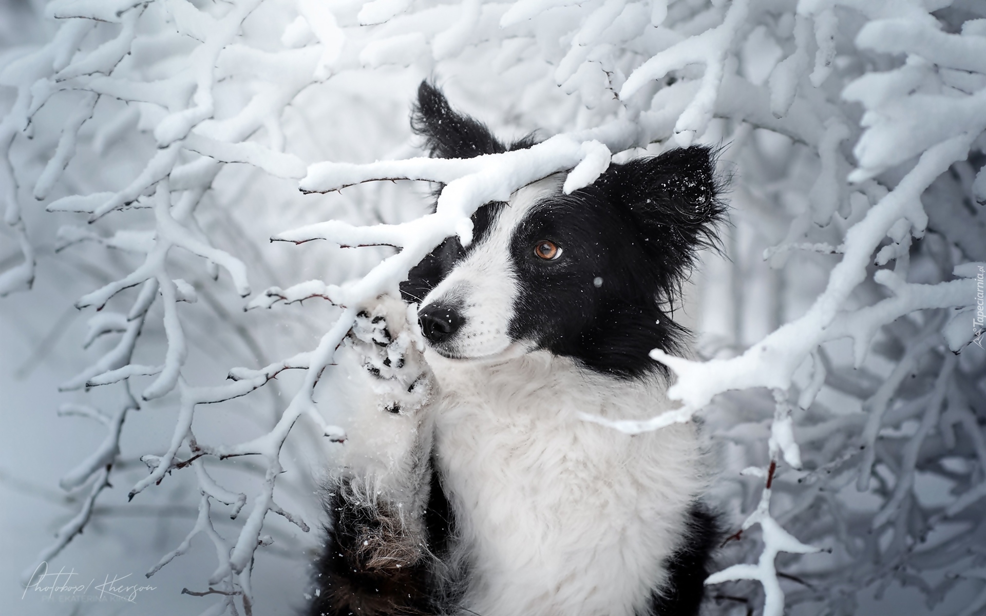 Pies, Border collie, Ośnieżone, Drzewa, Zima