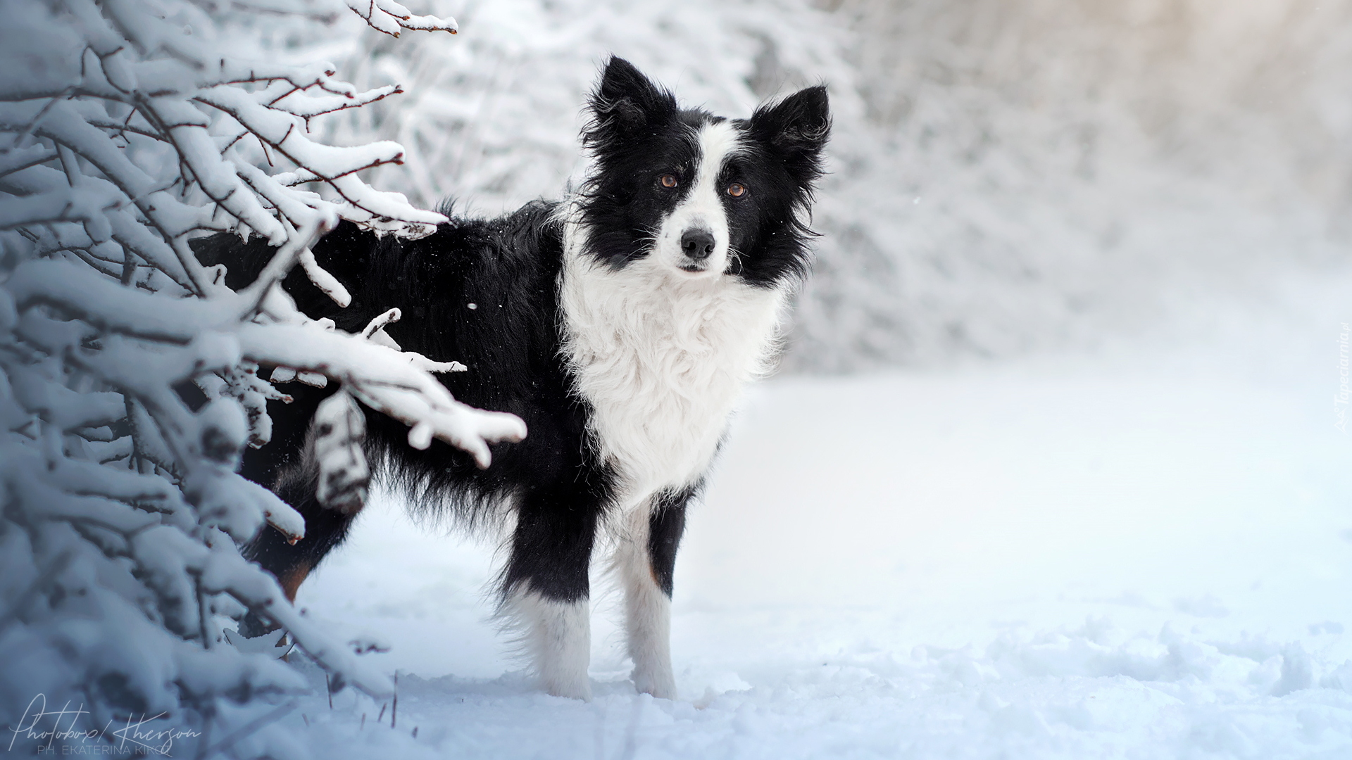 Biało-czarny, Border collie, Pies, Zima, Śnieg, Ośnieżone, Gałązki