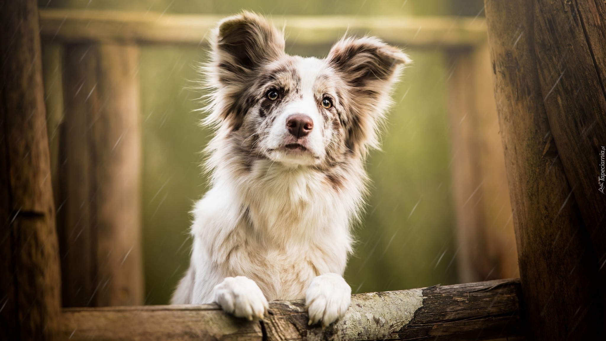 Pies, Border collie, Mordka, Płot, Deszcz