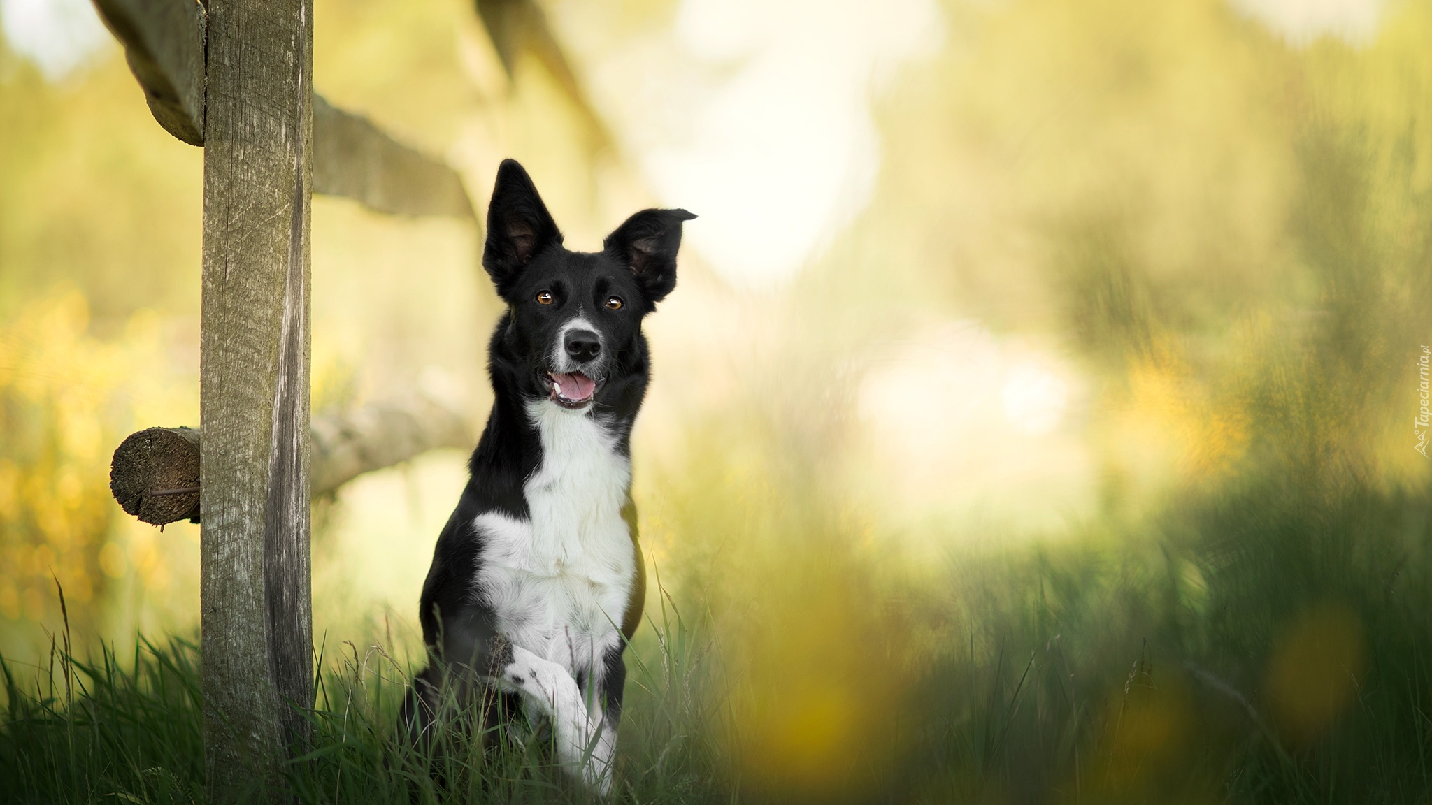 Pies, Border collie, Płot, Trawa, Rozmyte, Tło