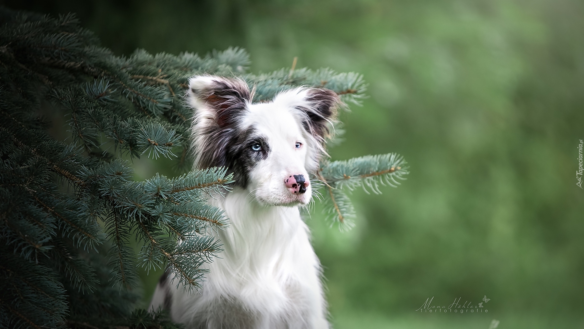 Pies, Border collie, Mordka, Gałązki, Świerkowe