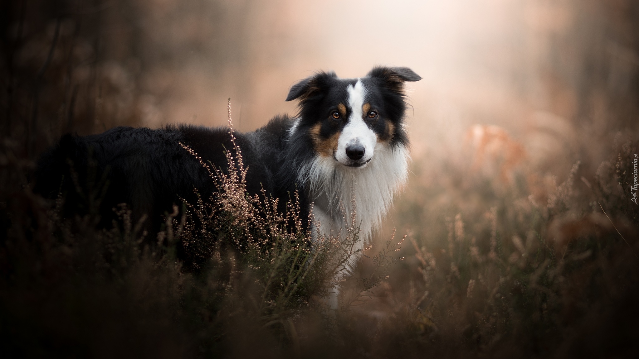 Pies, Border collie, Wrzosy, Rozmyte, Tło