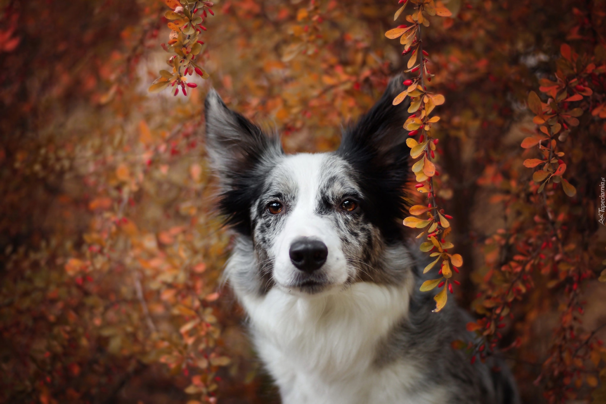 Pies, Border collie, Krzew, Gałązki