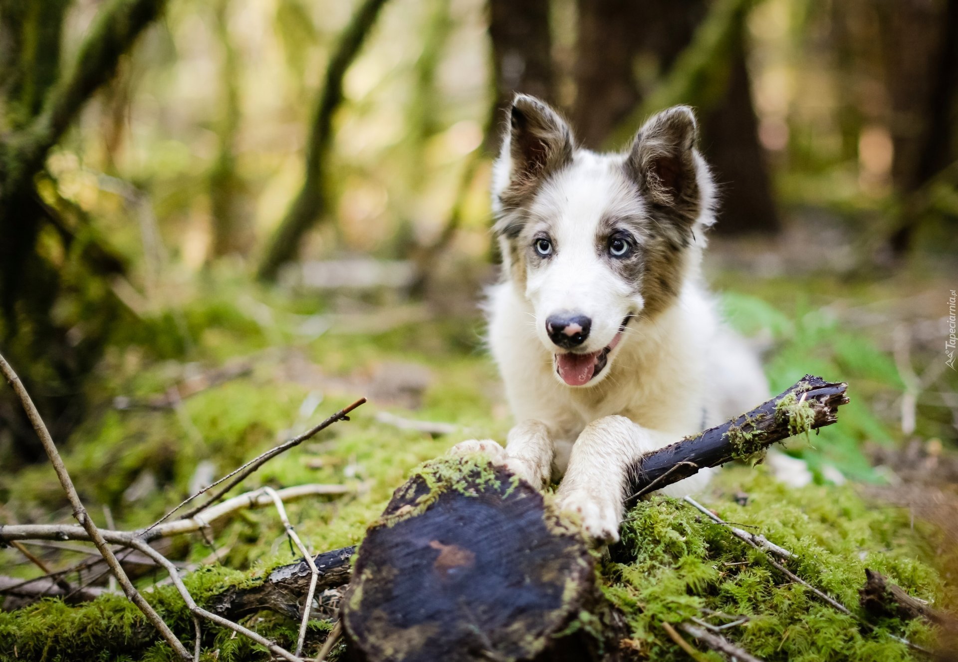 Border collie, Pniak, Gałęzie, Mech