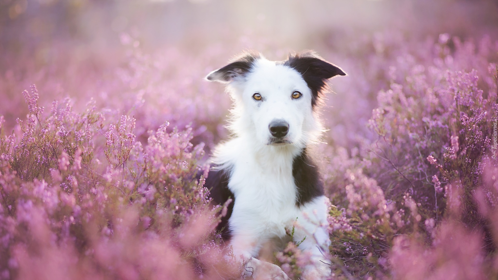 Border collie, Wrzos