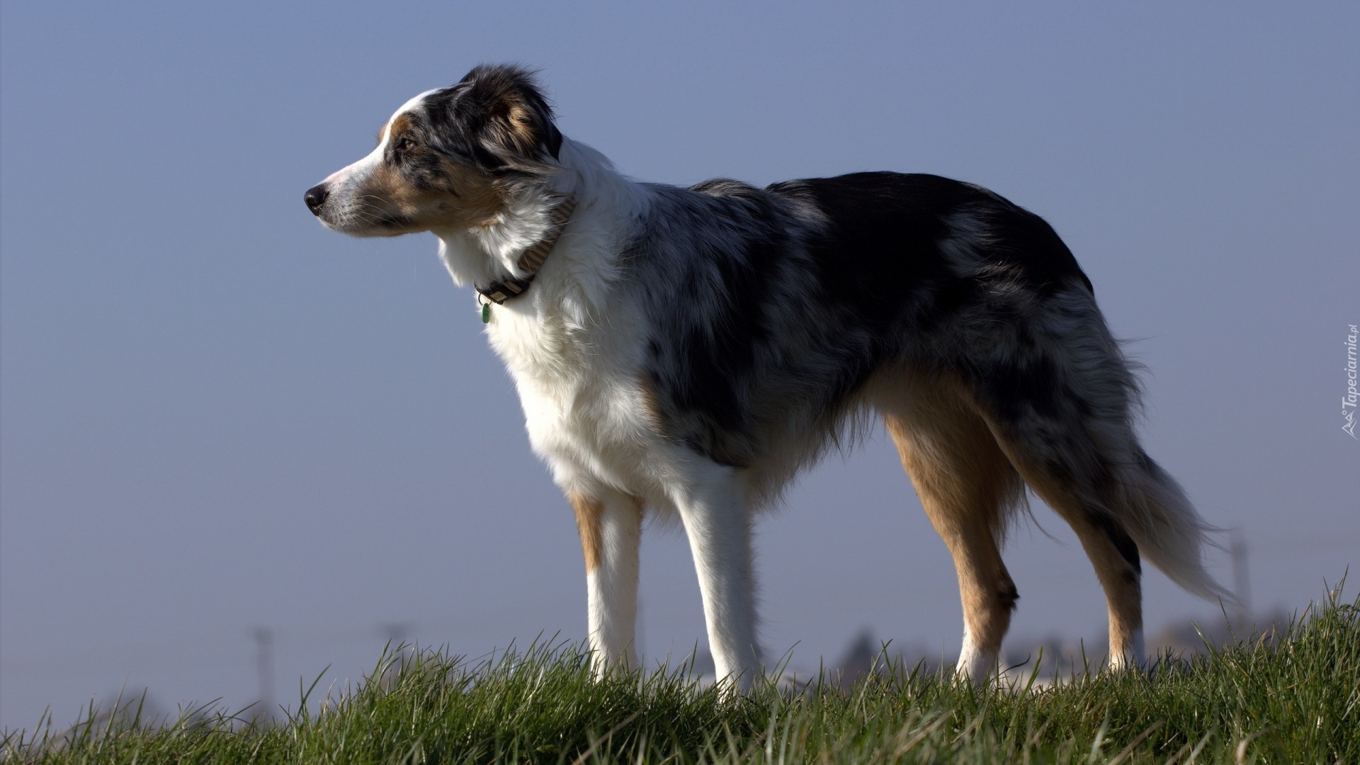 Border collie