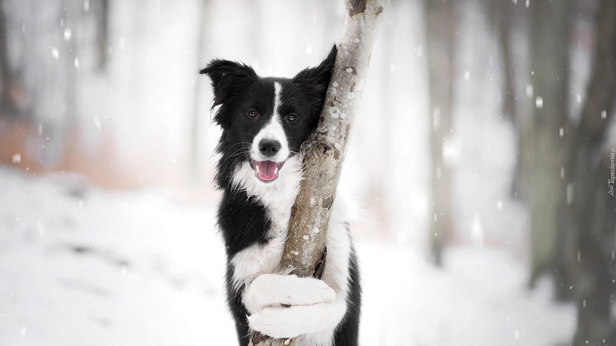 Pies, Border collie, Mordka, Drzewo, Śnieg
