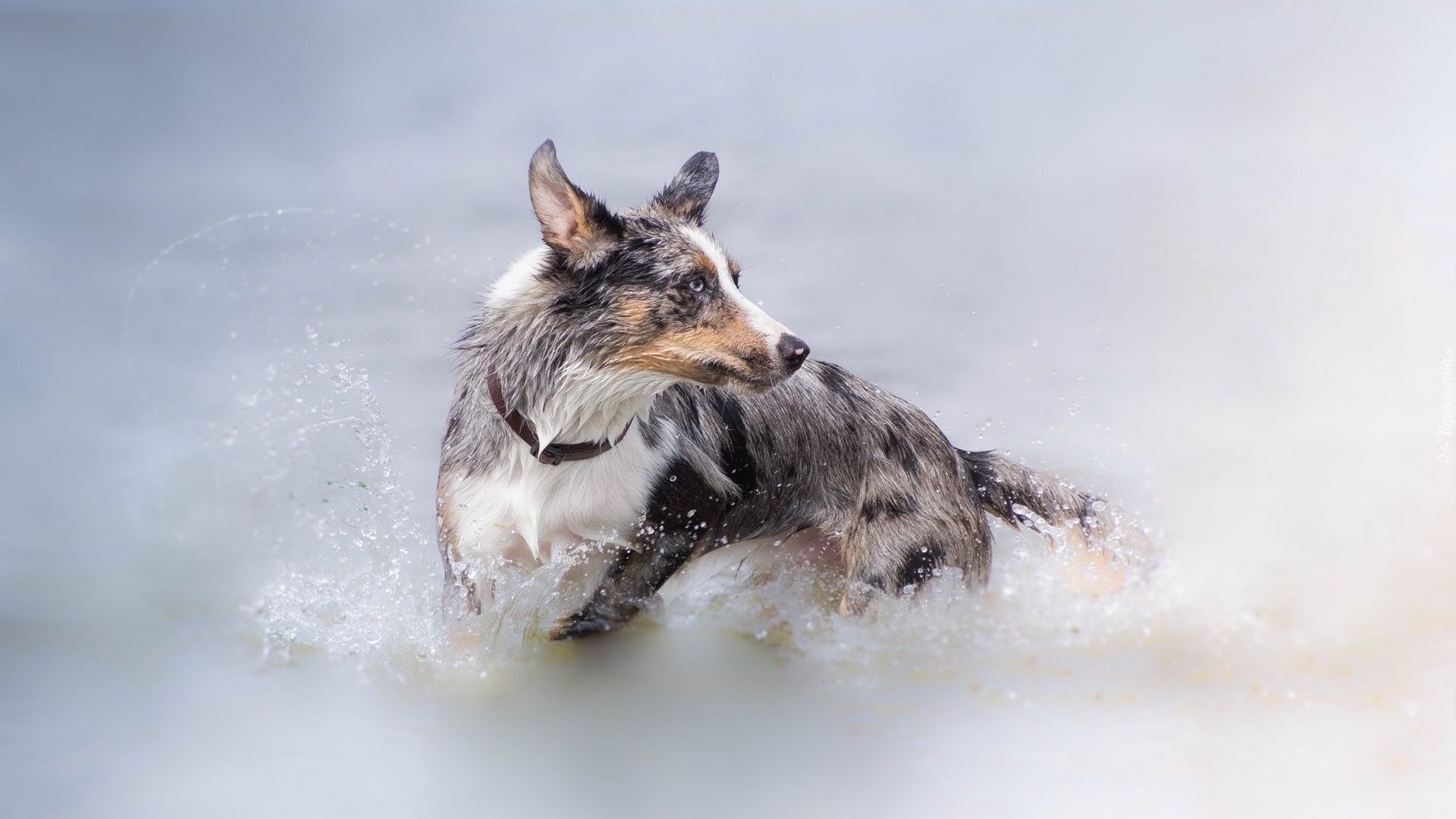 Pies, Border collie, Woda, Kąpiel