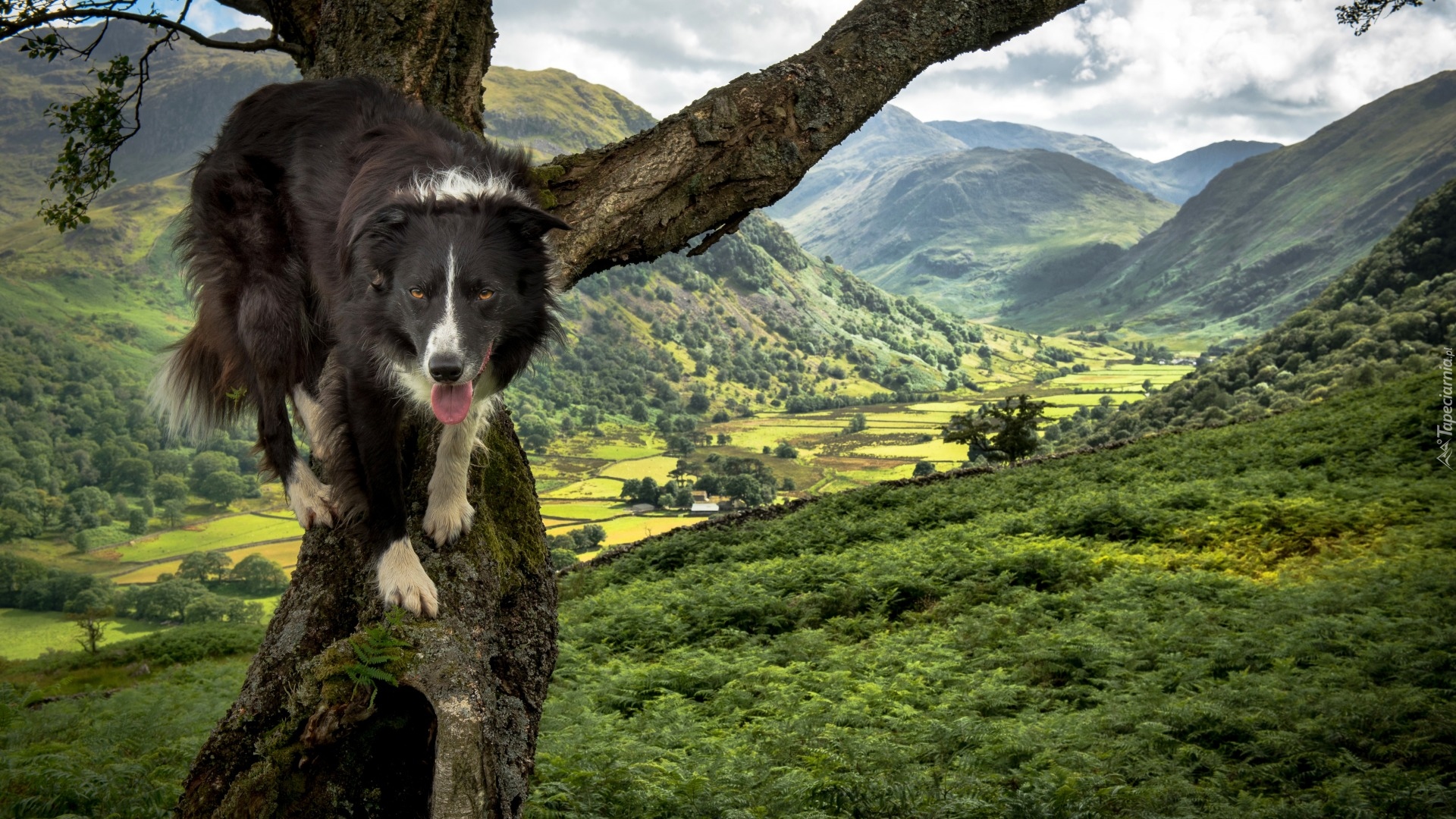 Pies, Border collie, Drzewo, Dolina, Góry