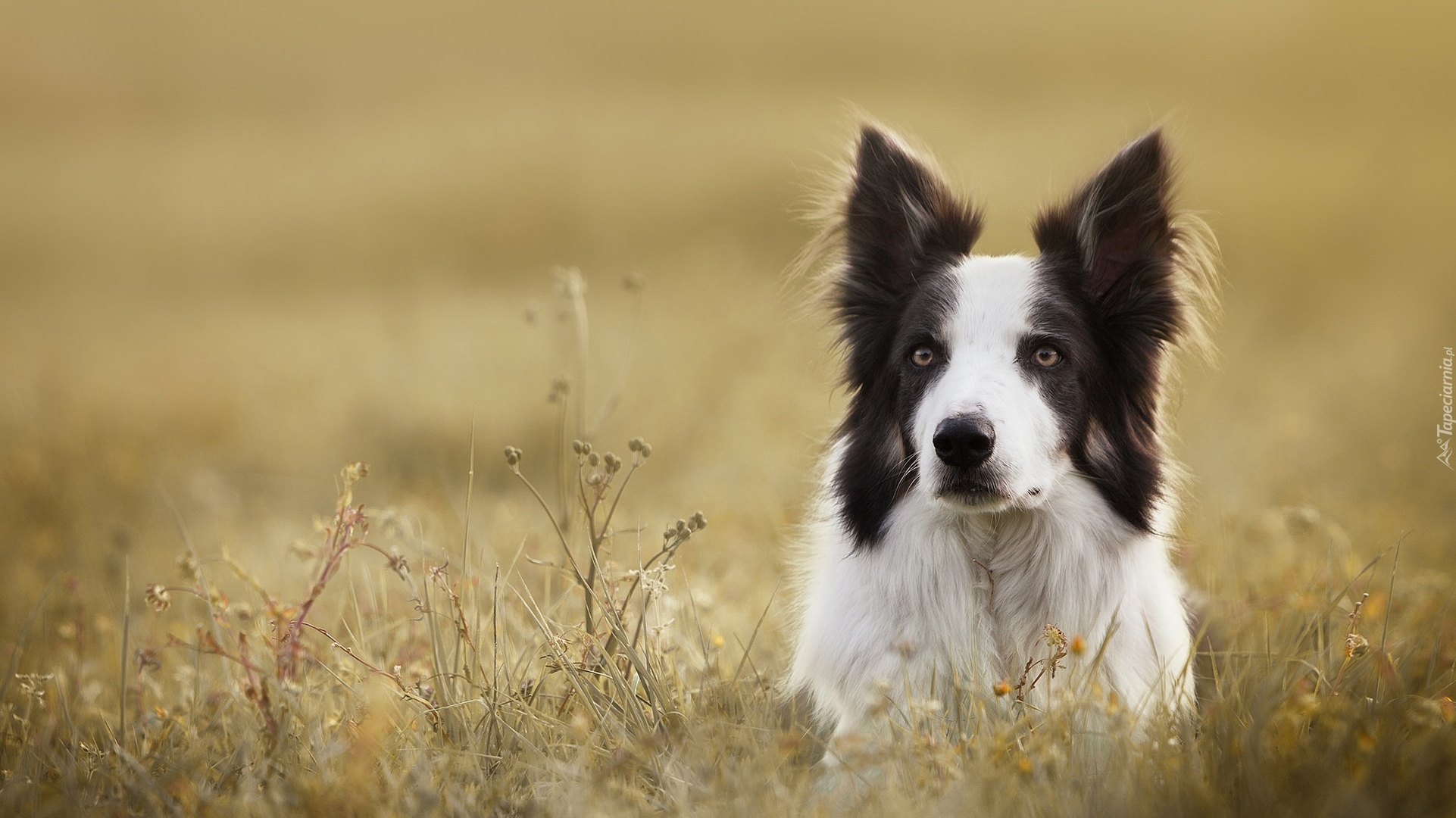 Pies, Border collie, Mordka, Łąka, Rośliny