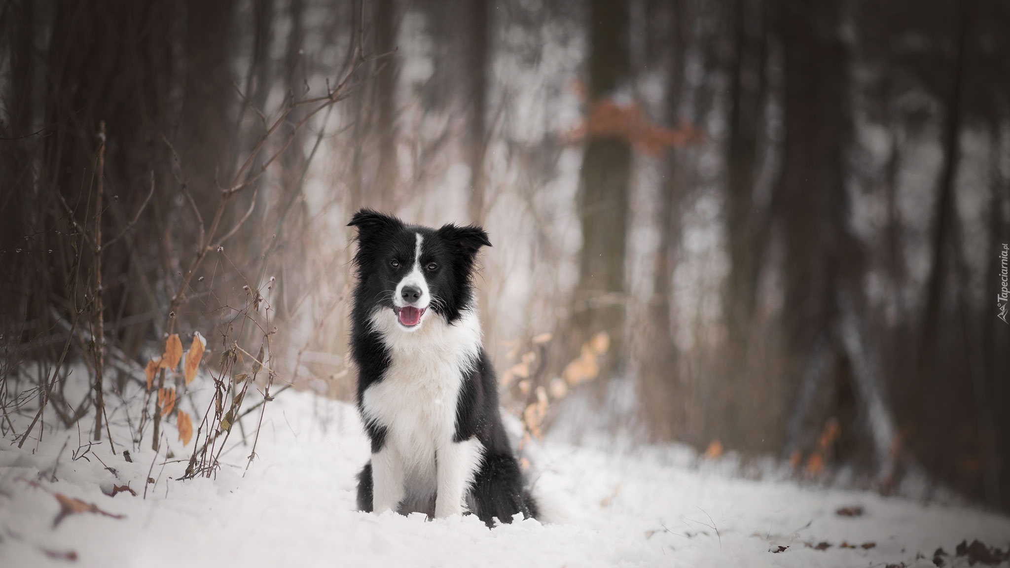 Pies, Border collie, Las, Śnieg