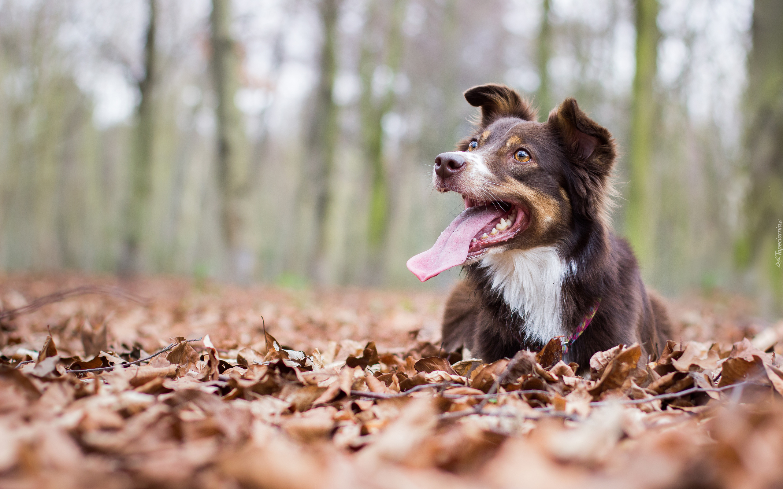 Pies, Border collie, Liście