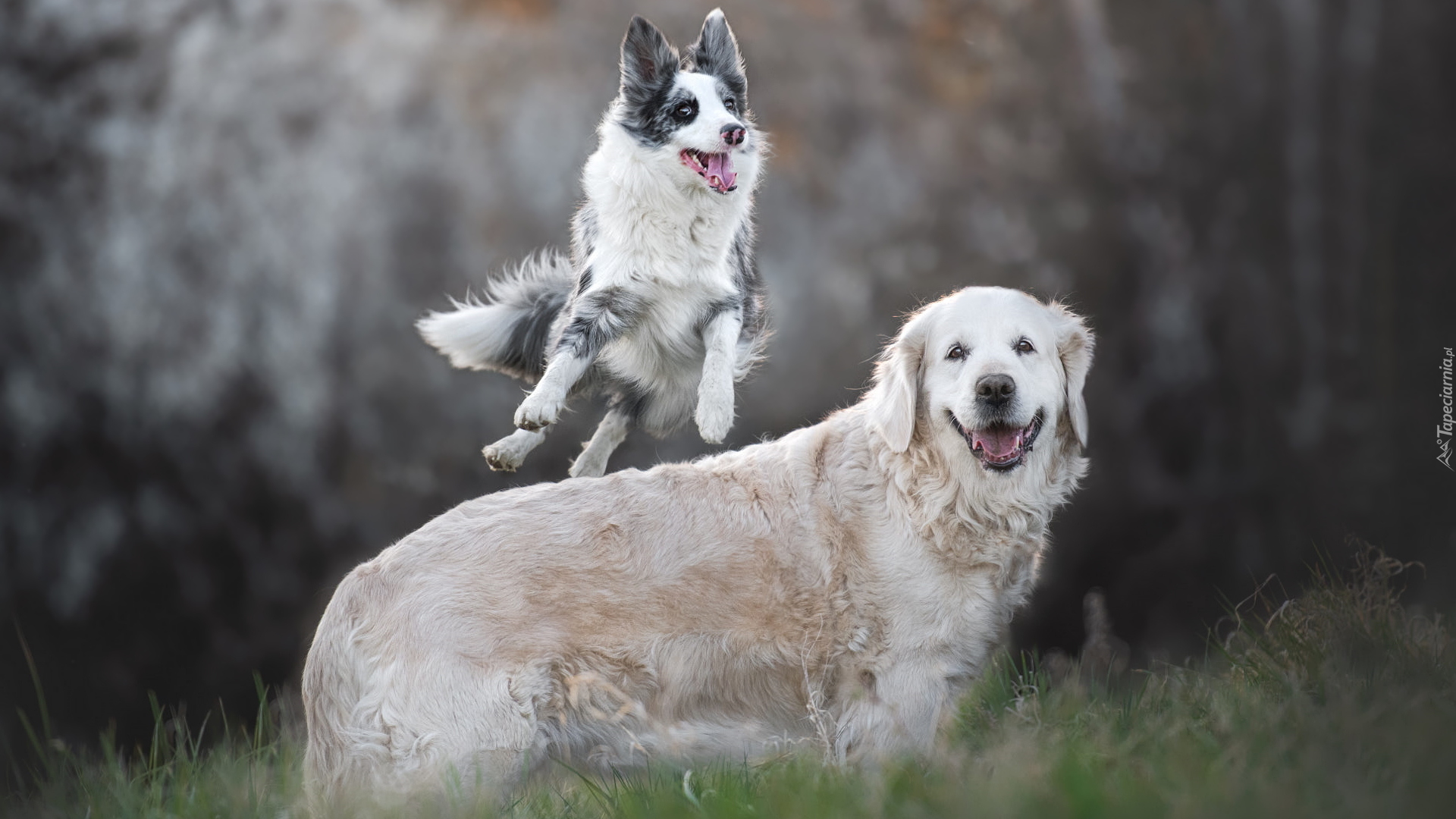 Dwa, Psy, Border collie, Golden retriever, Skok