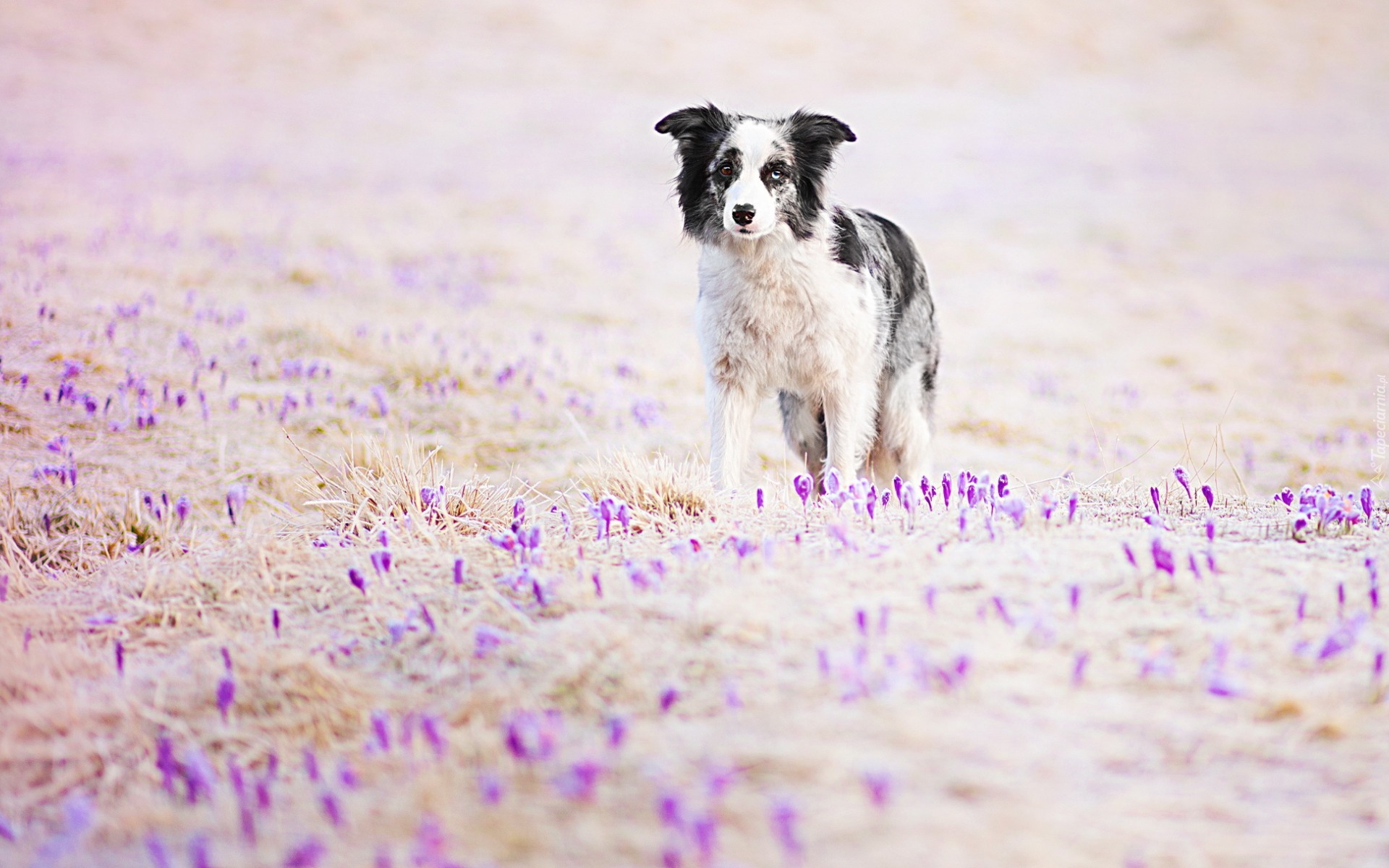 Border collie, Kwiaty