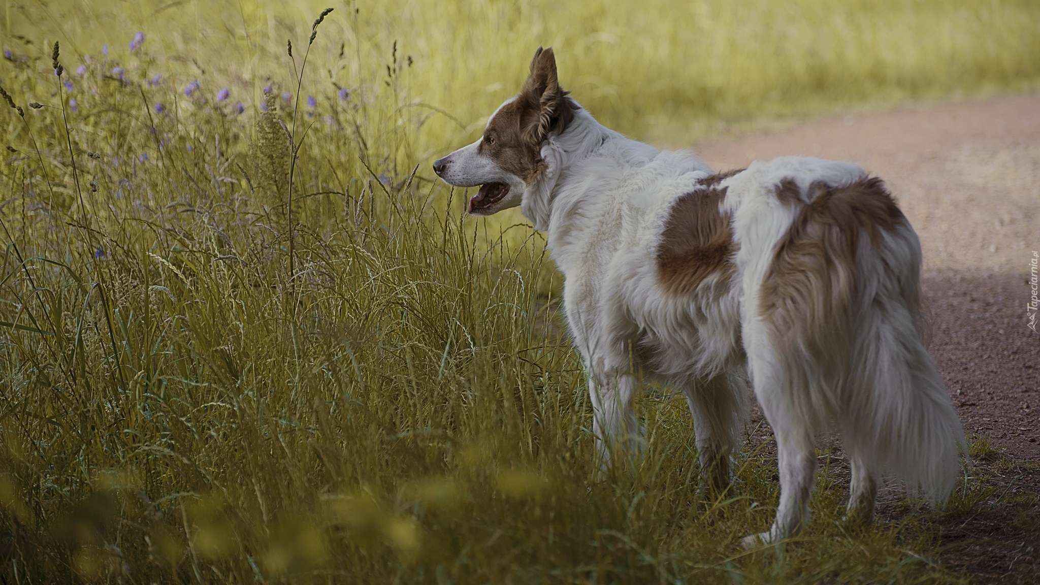 Pies, Border collie, Łąka, Trawa, Kwiaty, Ścieżka