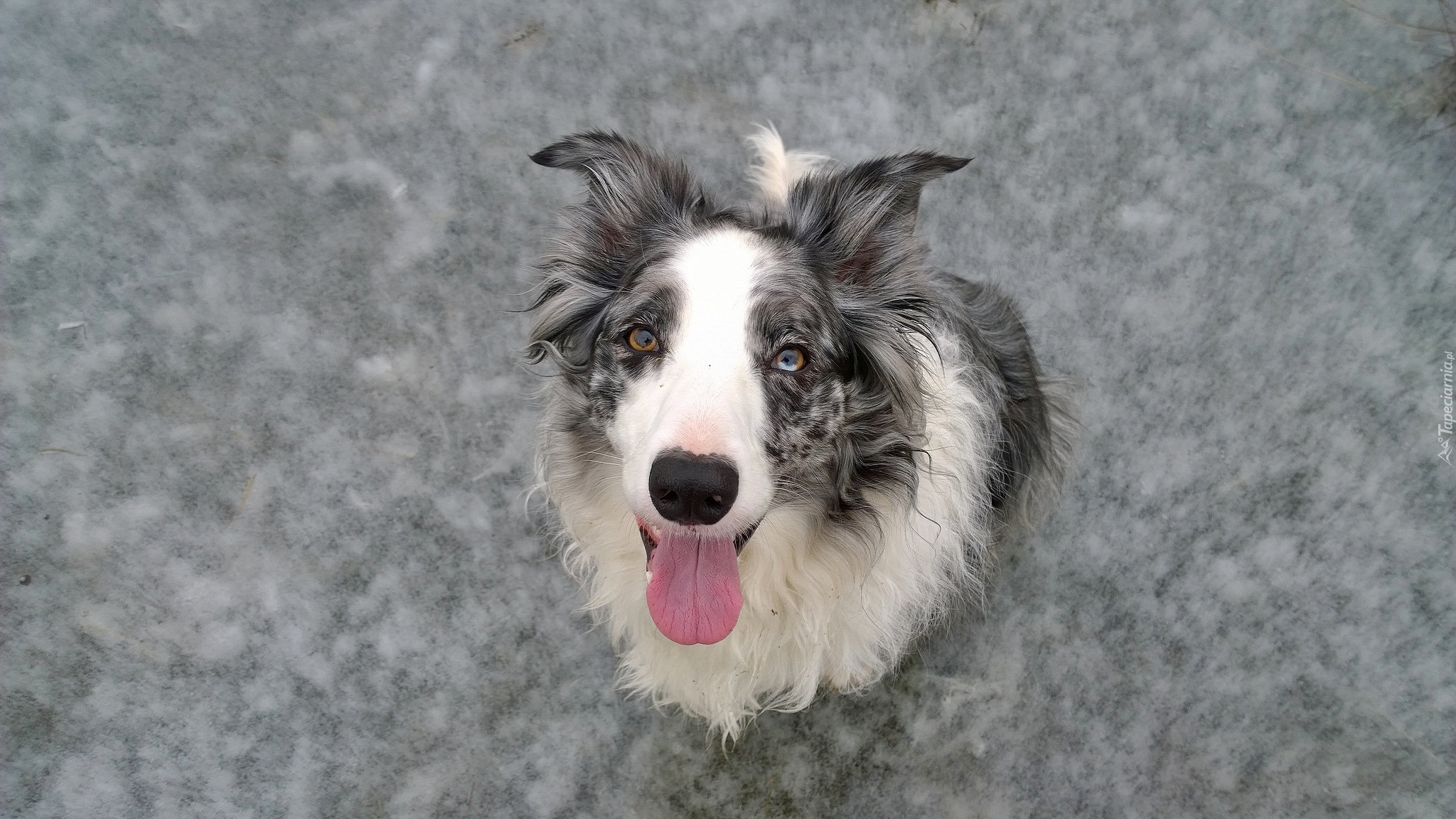 Pies, Border collie, Mordka, Zbliżenie