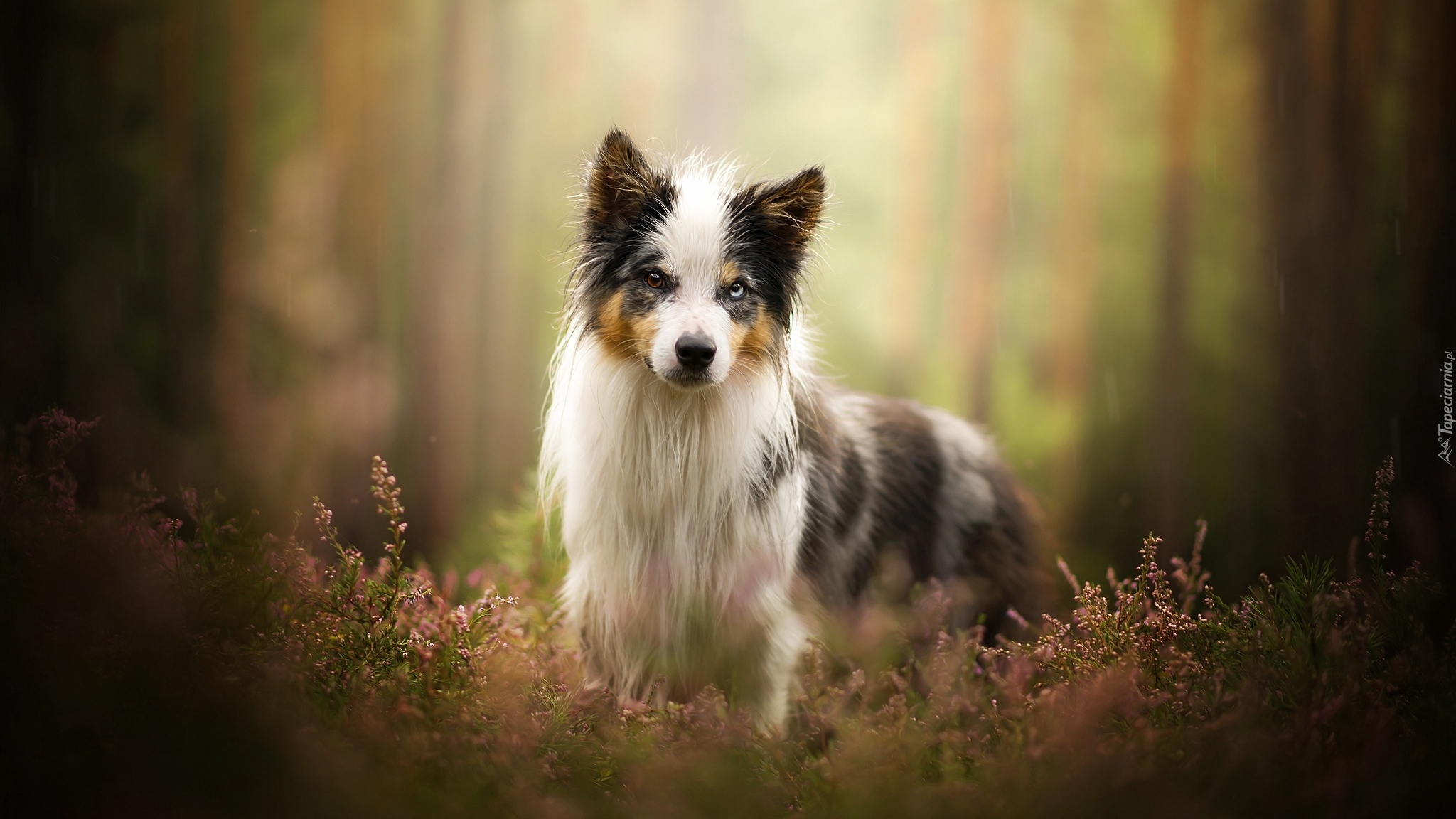 Pies, Border collie, Wrzosy