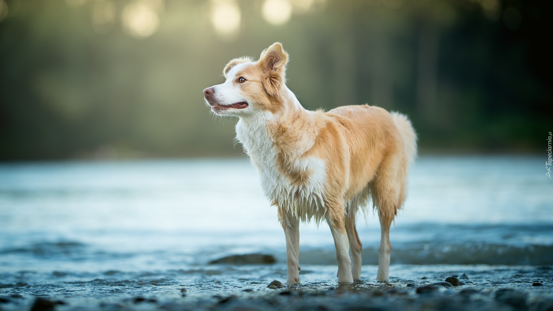 Pies, Border collie, Woda, Rozmyte, Tło