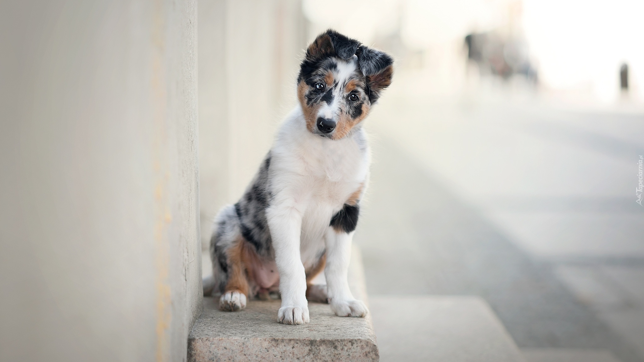 Pies, Szczeniak, Border collie, Murek