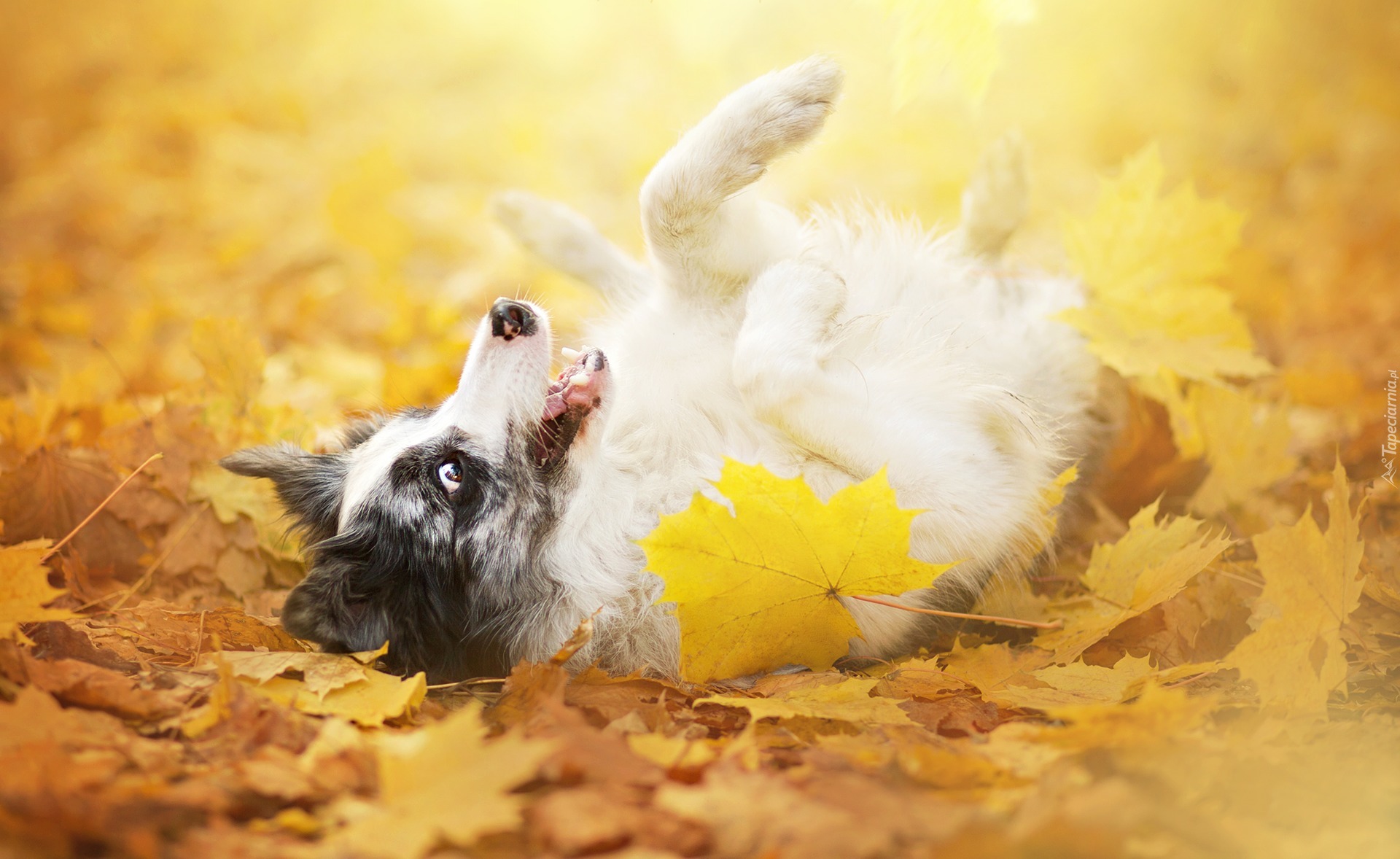 Border collie, Liście