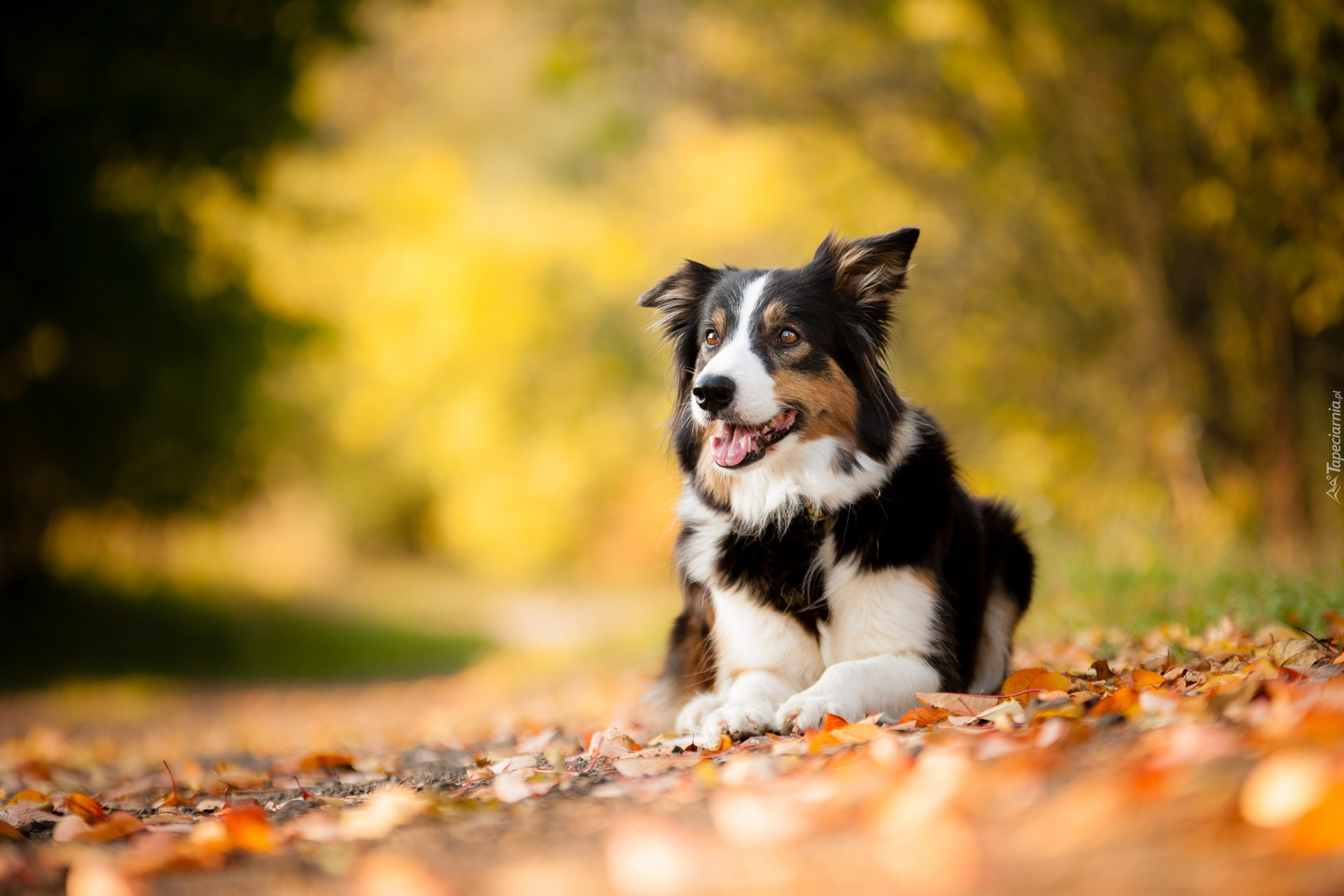 Leżący, Border collie, Liście