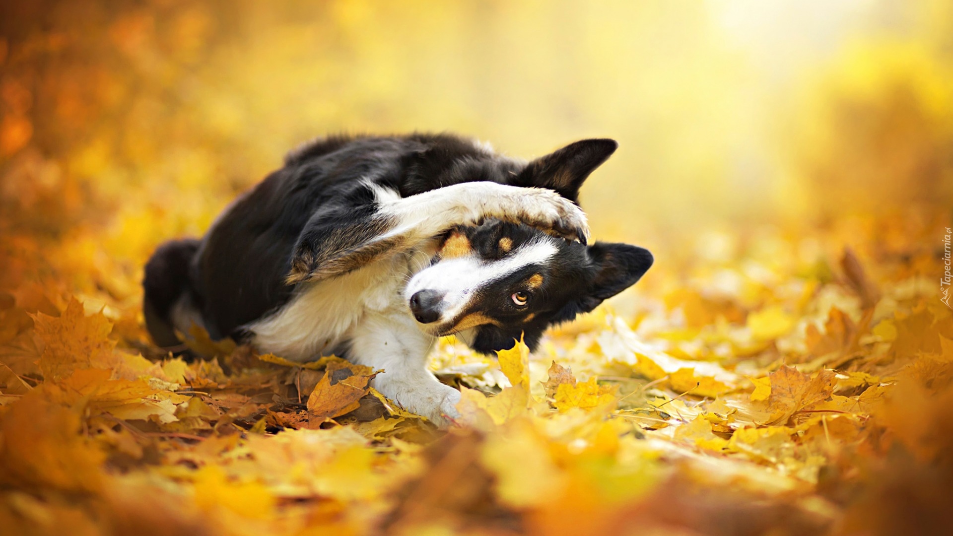 Pies, Border collie, Żółte, Liście