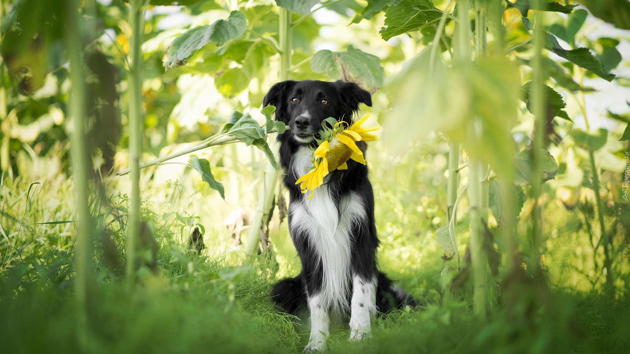 Pies, Border collie, Słonecznik