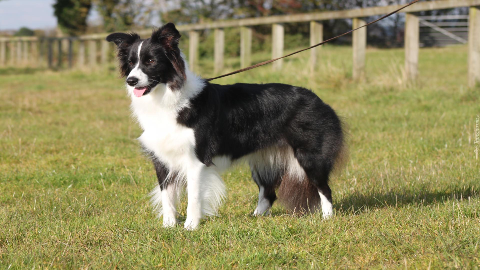 Pokaz, Border collie, Smycz, Trawa