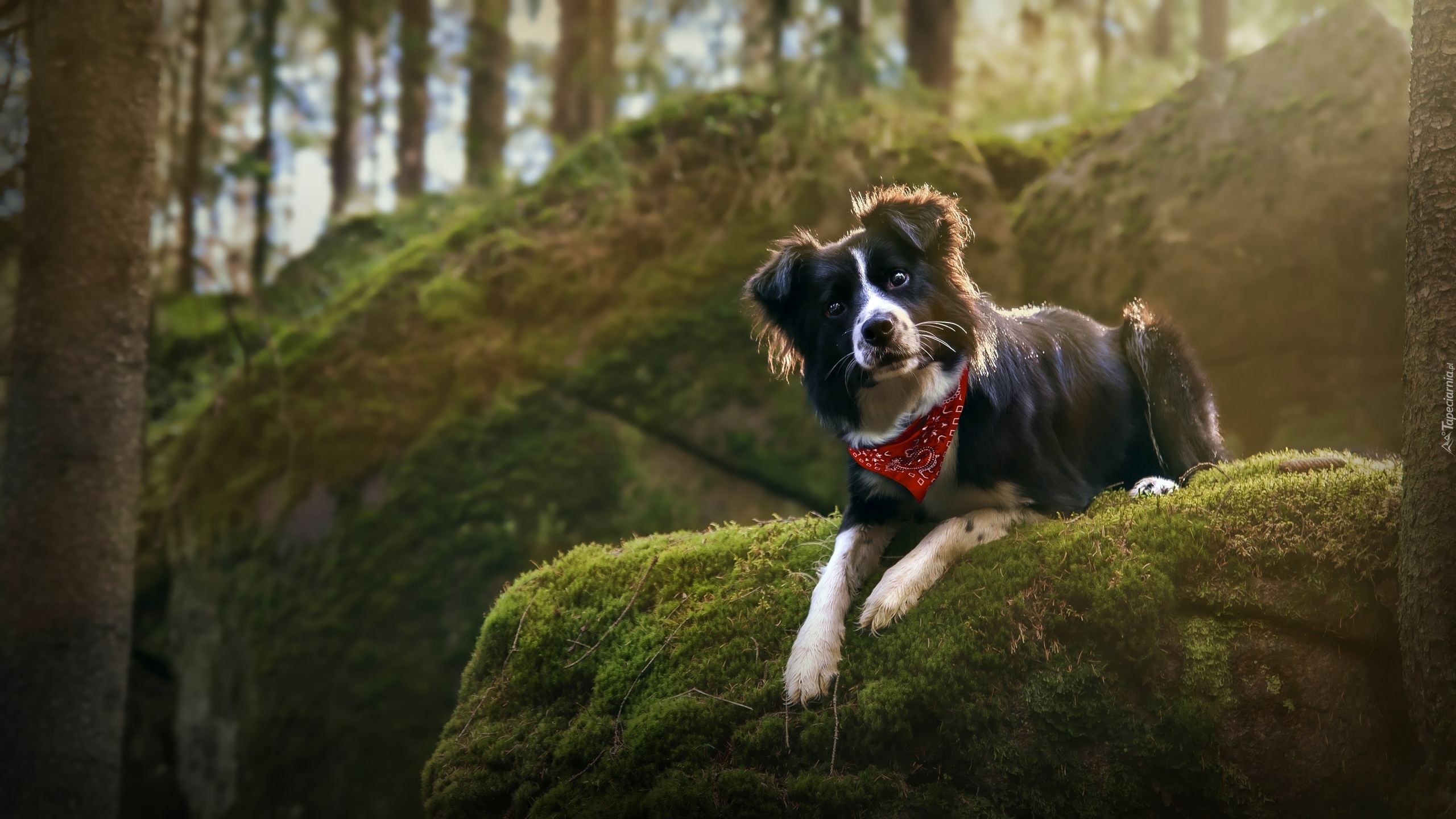 Pies, Border collie, Chustka, Omszała, Skała