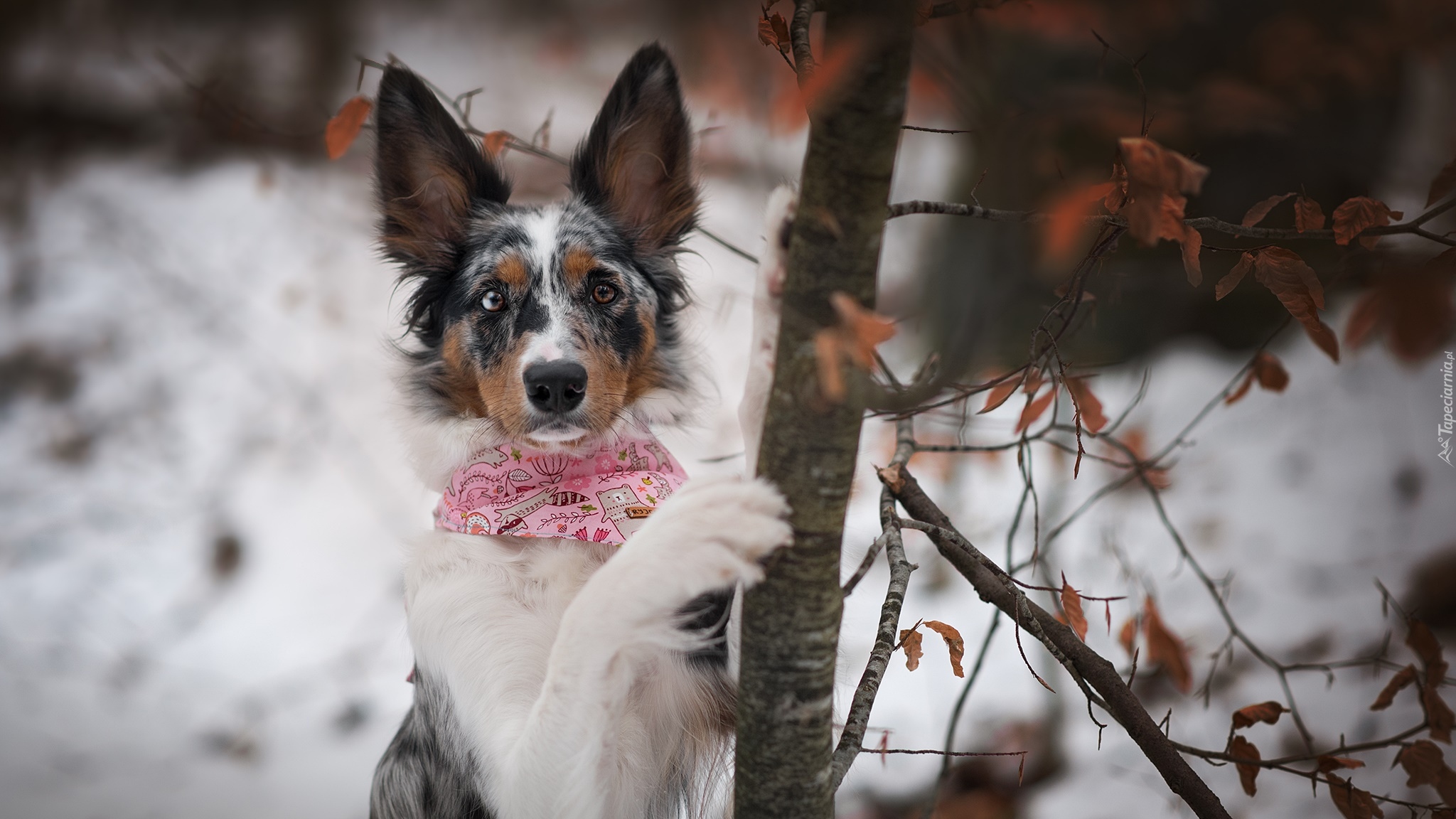 Pies, Border collie, Drzewo, Zima