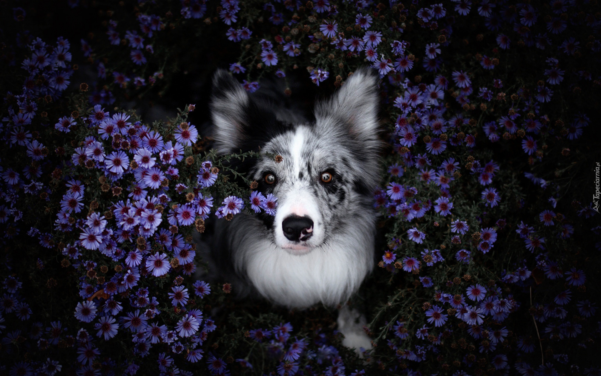 Pies, Border collie, Kwiaty, Astry marcinki