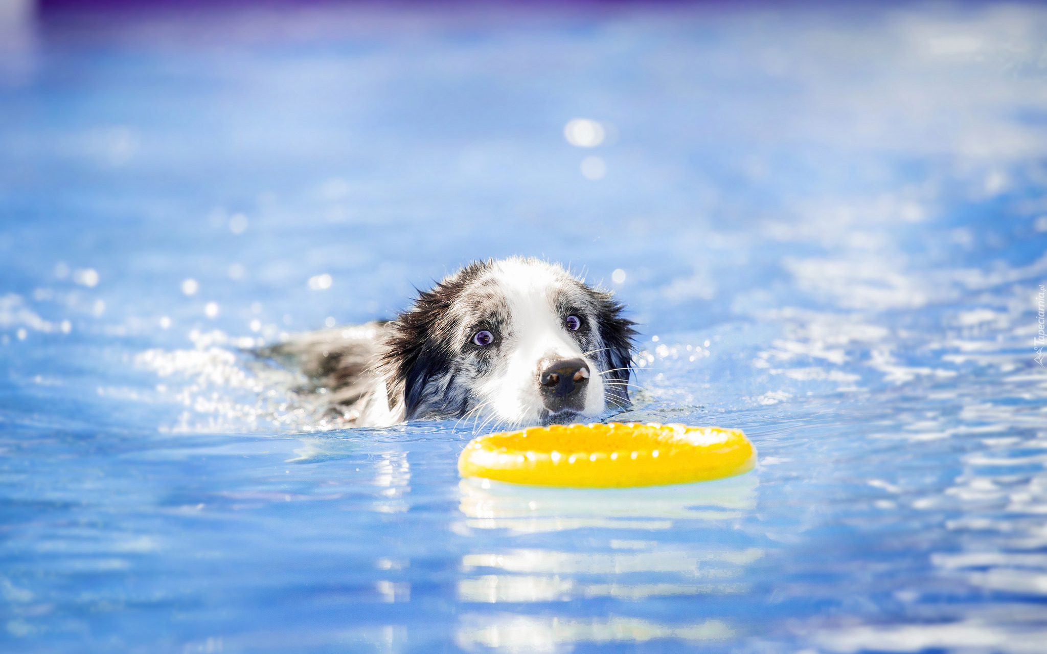 Border collie, Pływak, Basen, Ringo, Sport