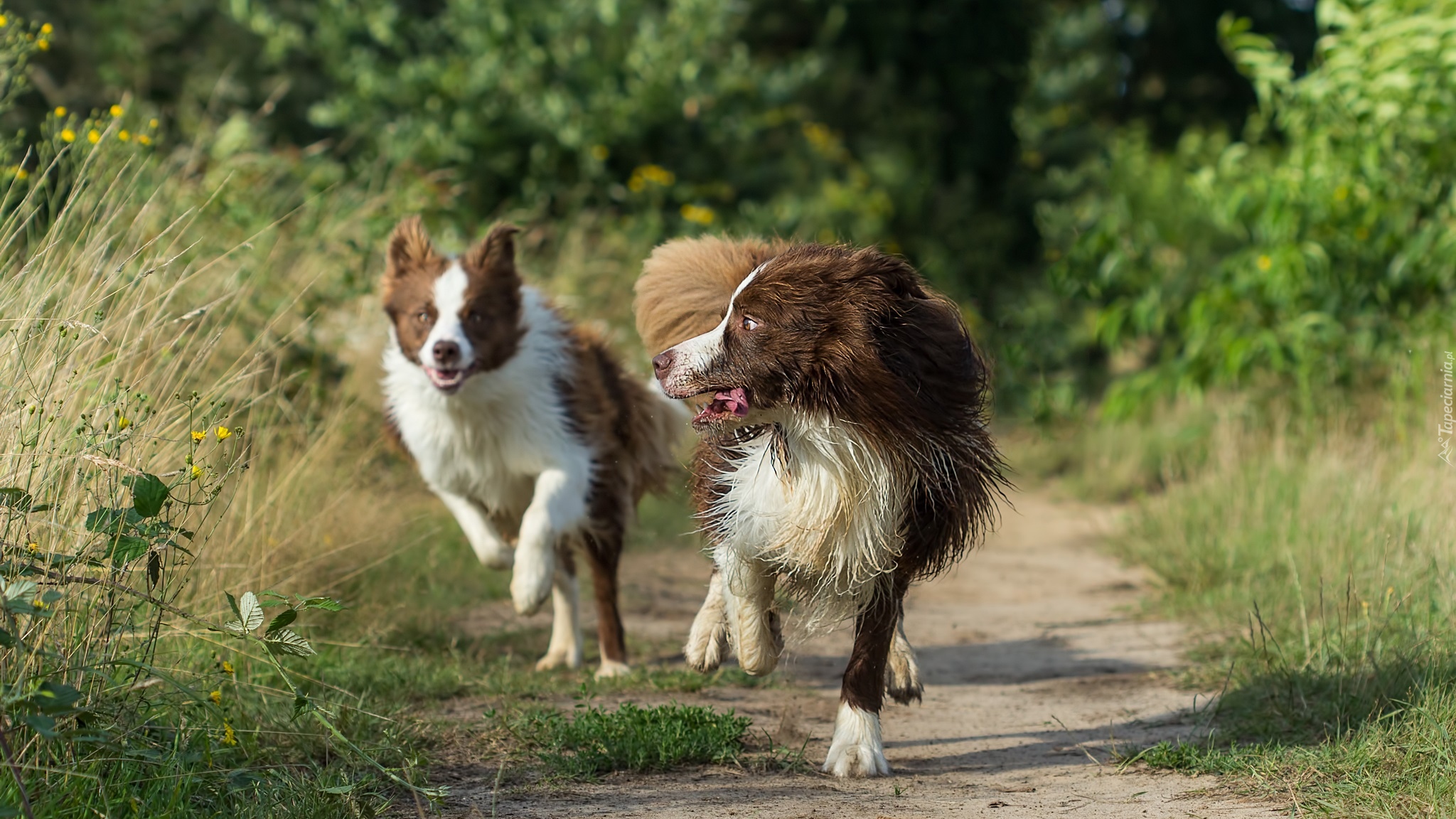 Psy, Biegnące, Border collie, Trawy, Ścieżka