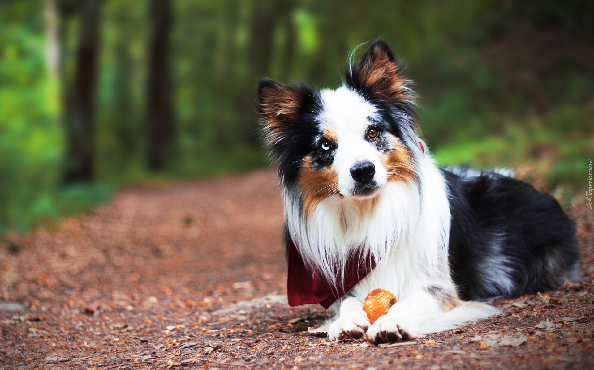 Border collie, Piłeczka, Droga