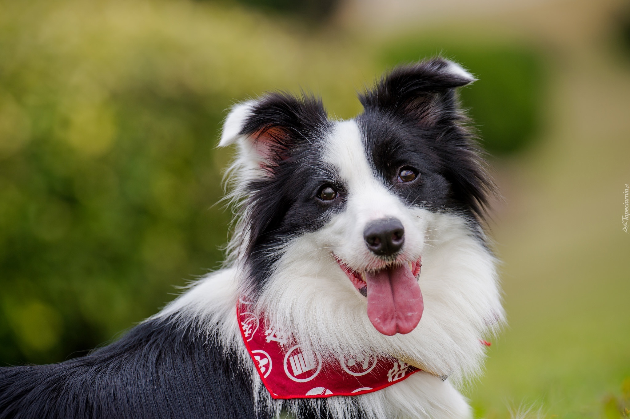 Border collie, Kufa, Apaszka