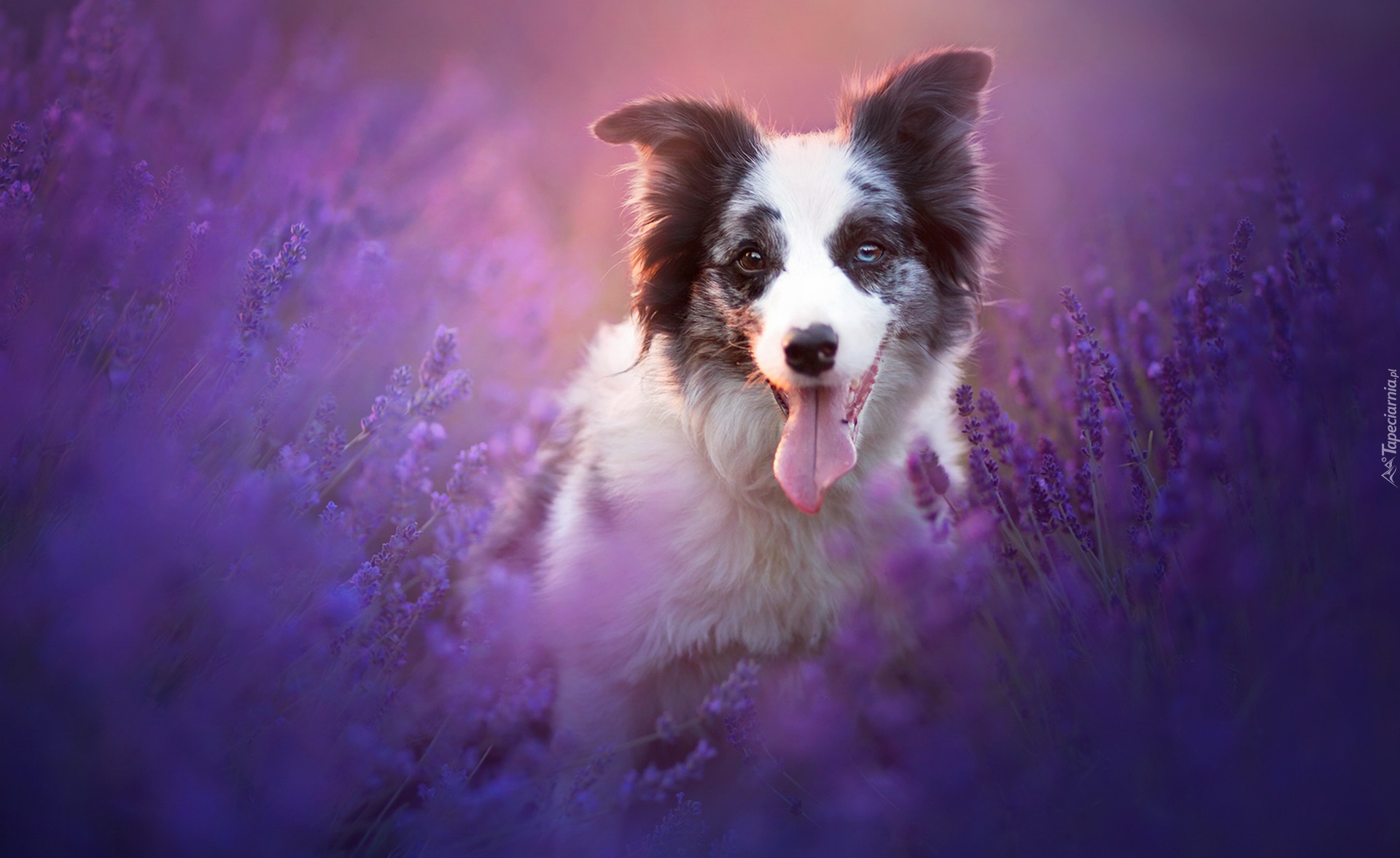 Border collie, Lawenda