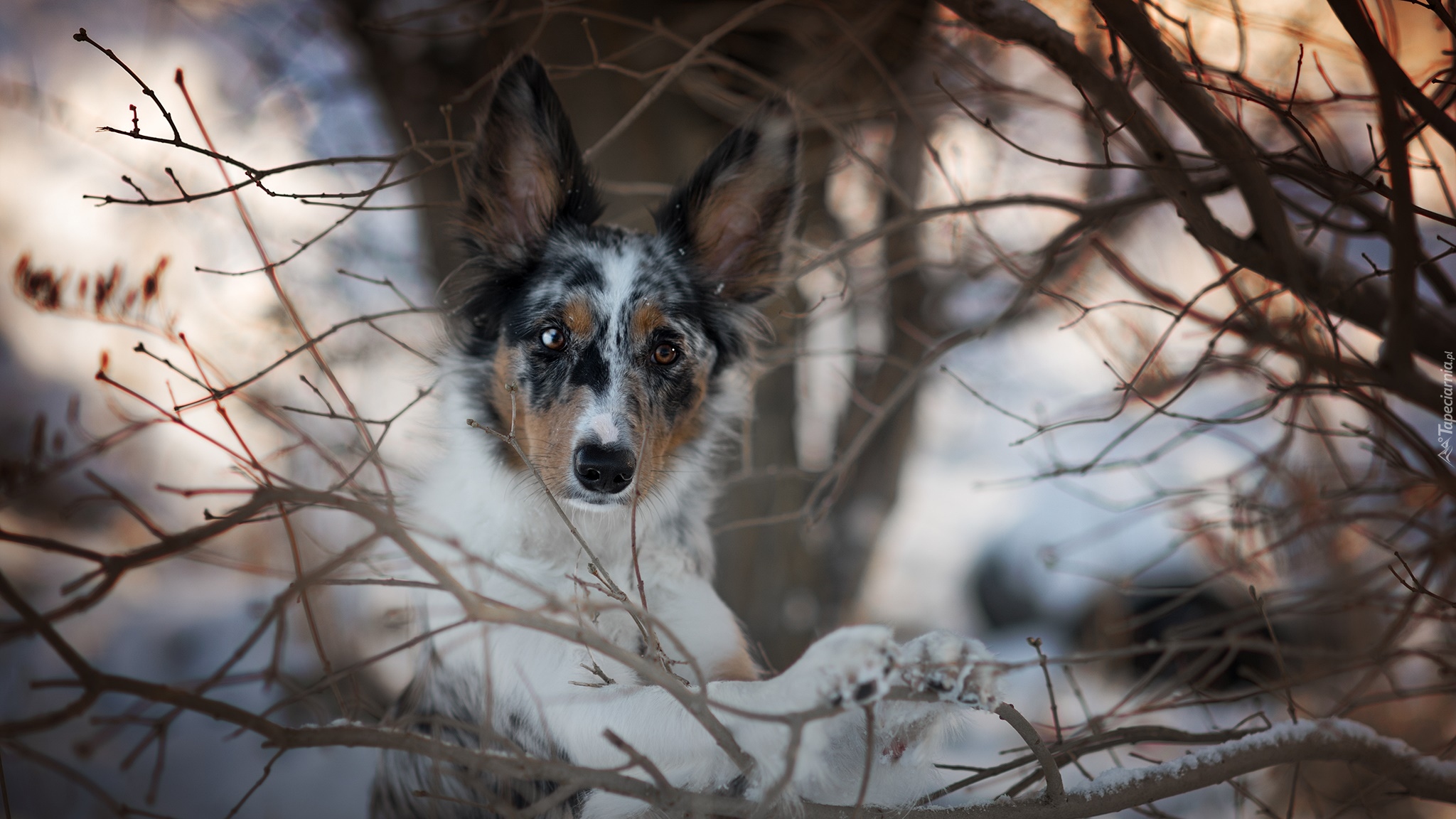 Pies, Border collie, Mordka, Gałęzie