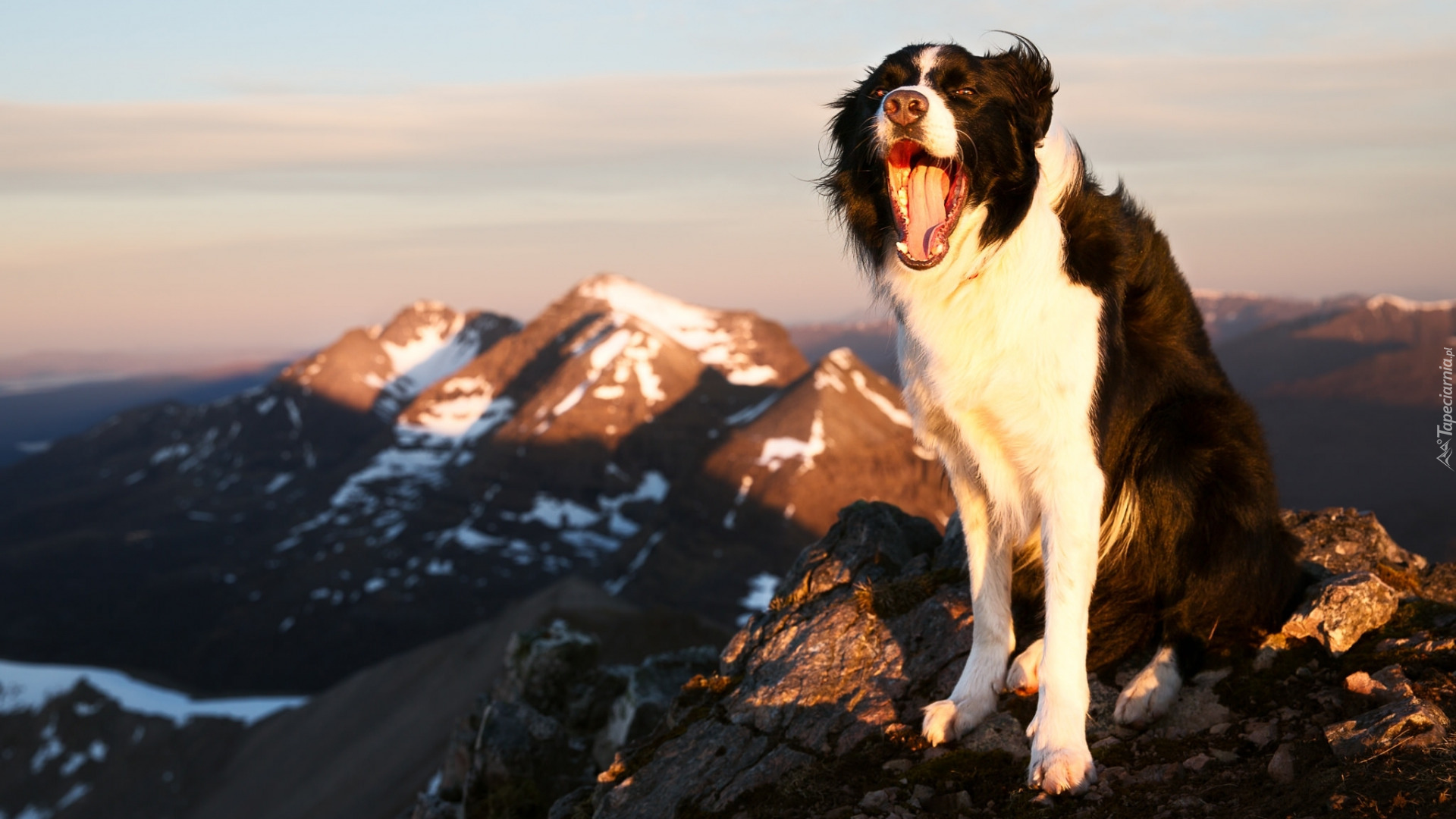 Border collie, Radość, Pies, Góry, Pysk