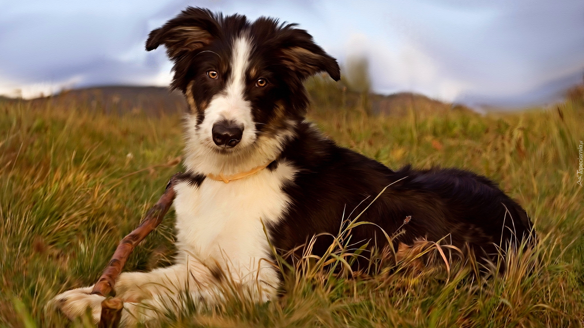 Pies, Border collie, Trawa, Patyk, Grafika