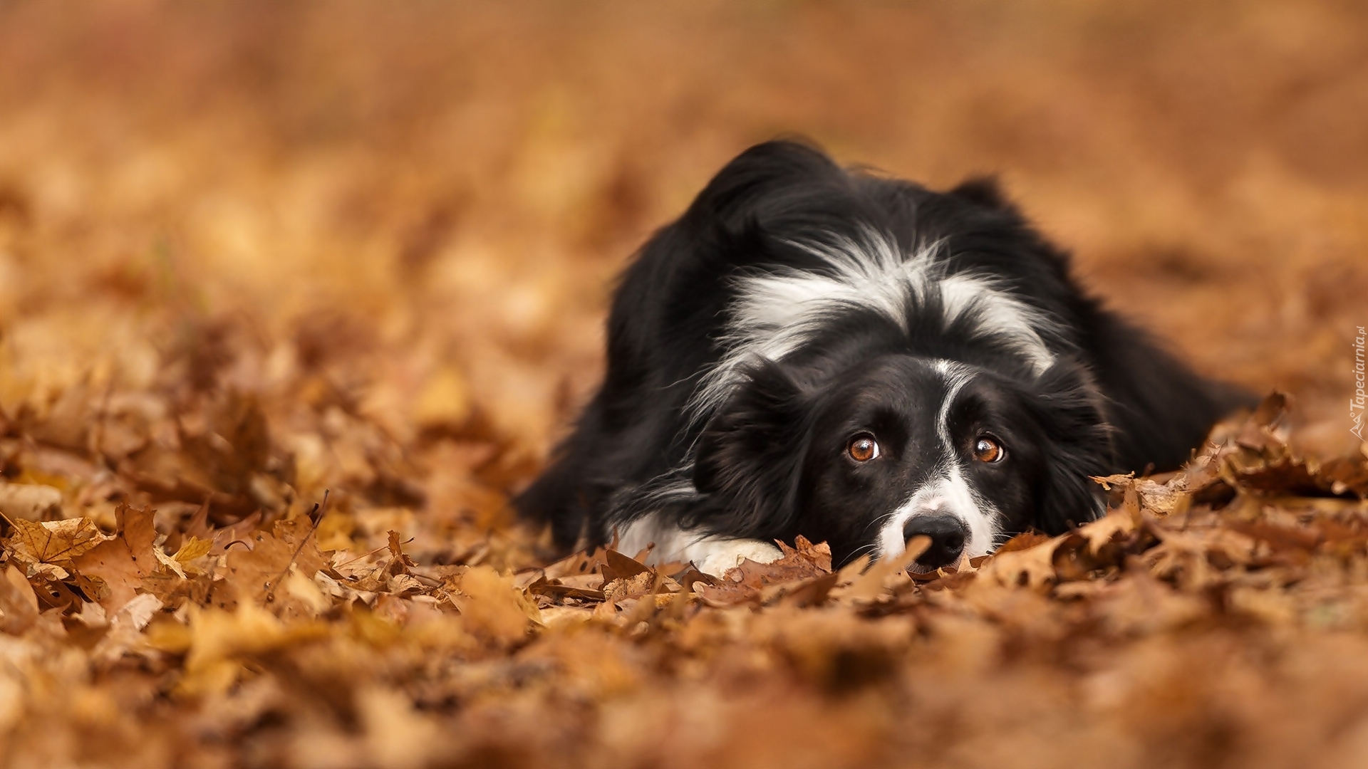 Border collie, Liście