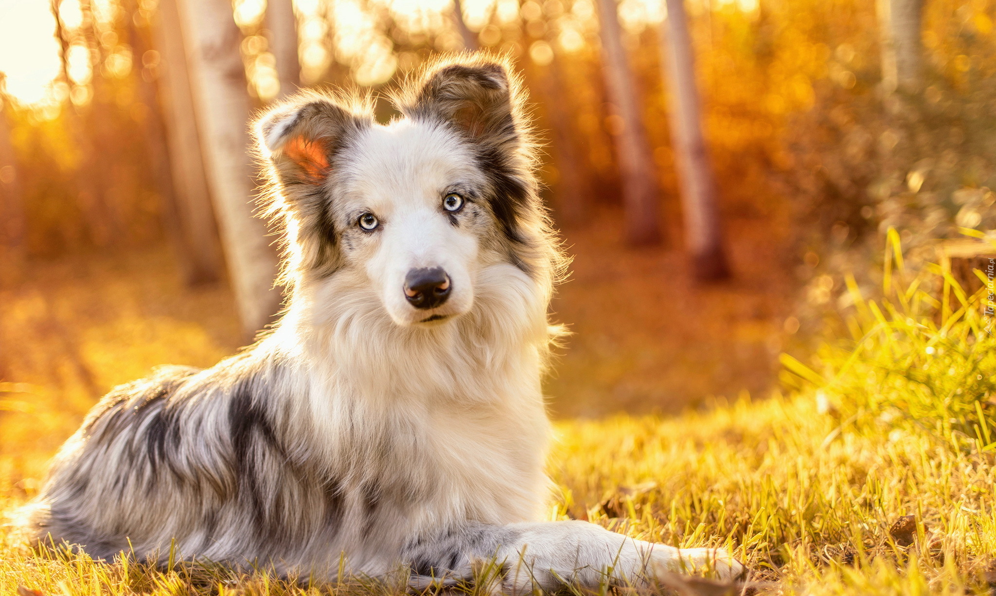 Pies, Border collie, Las, Trawa