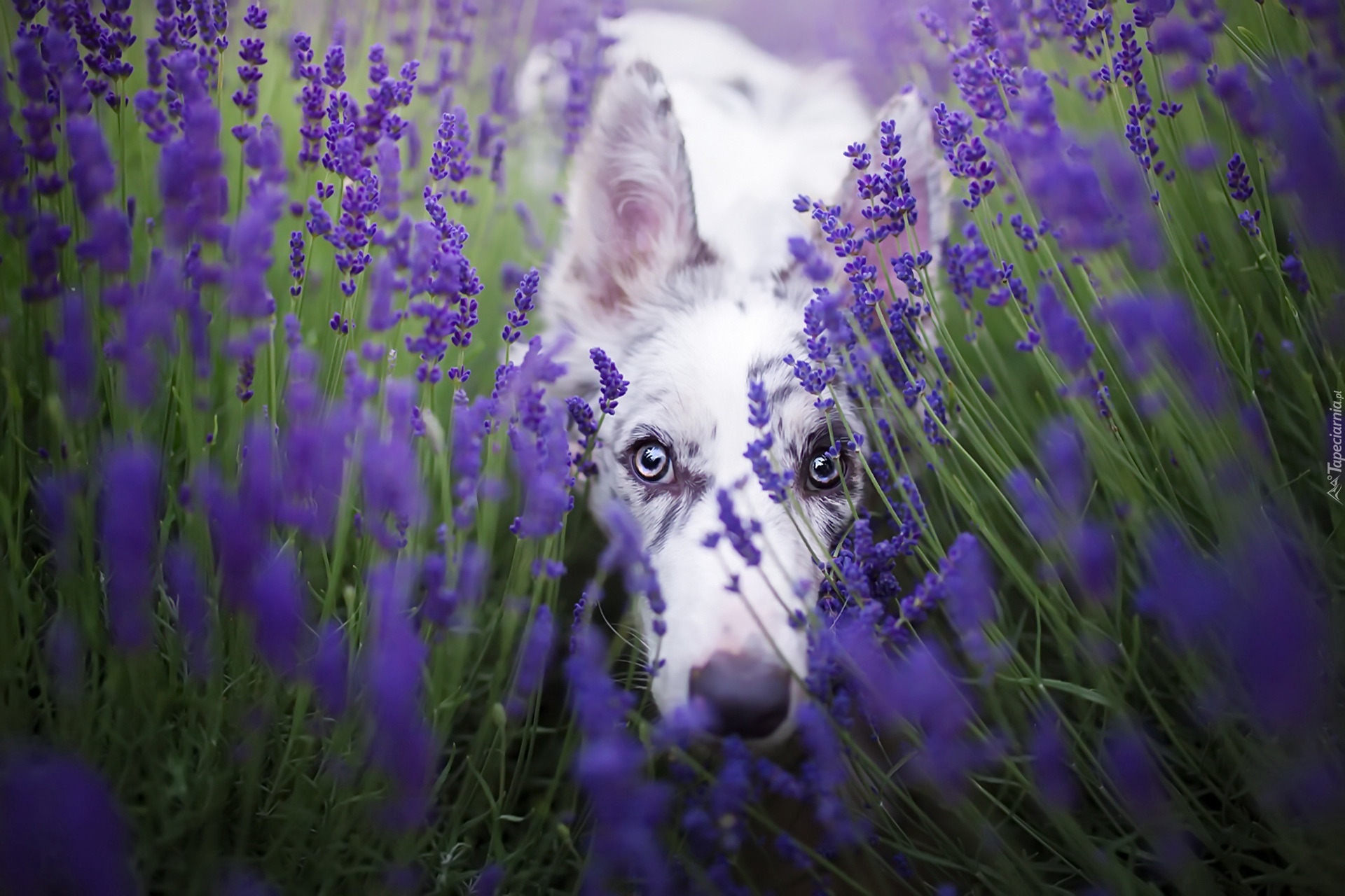 Border collie, Lawenda wąskolistna