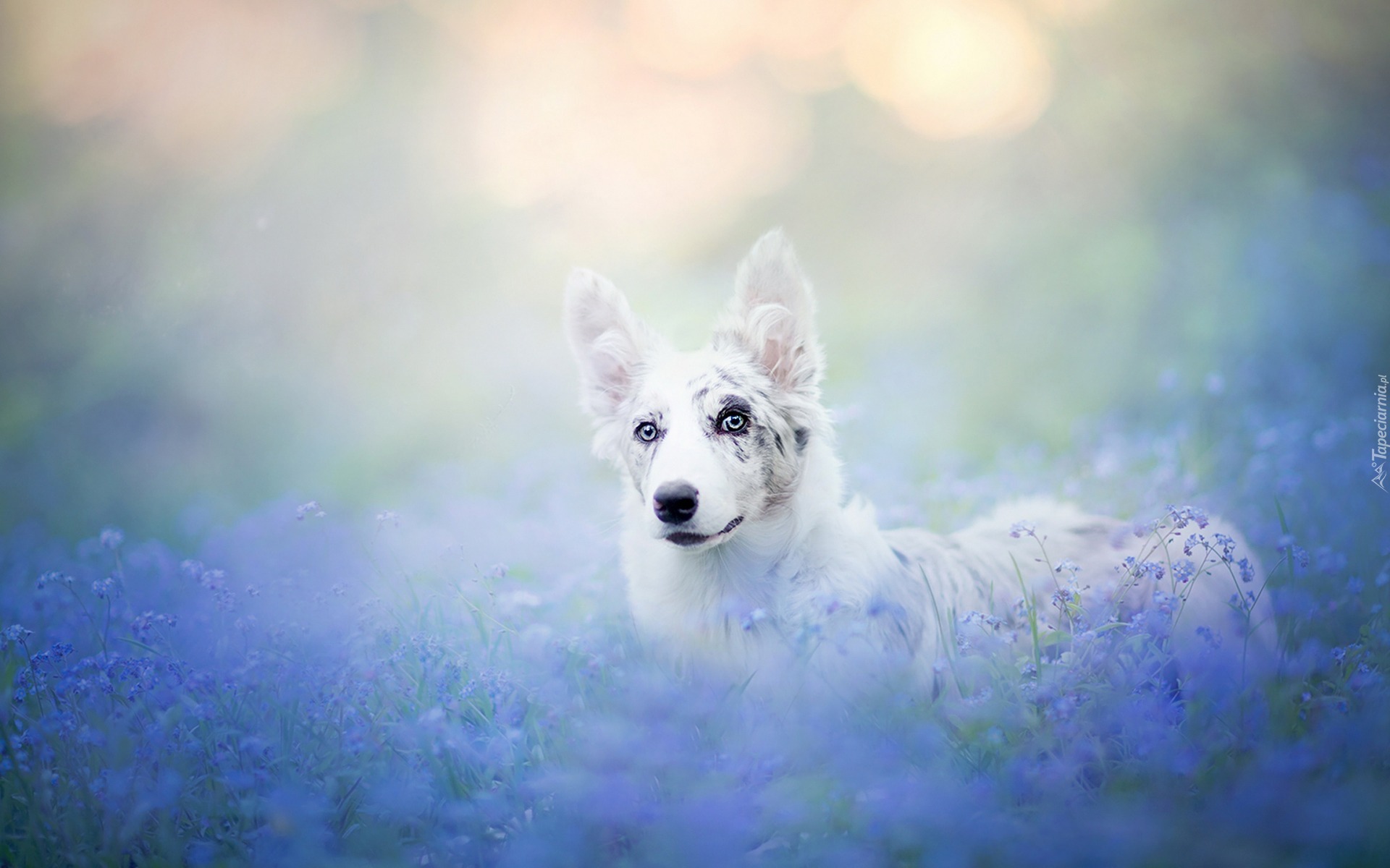 Border collie, Niebieskie, Kwiaty