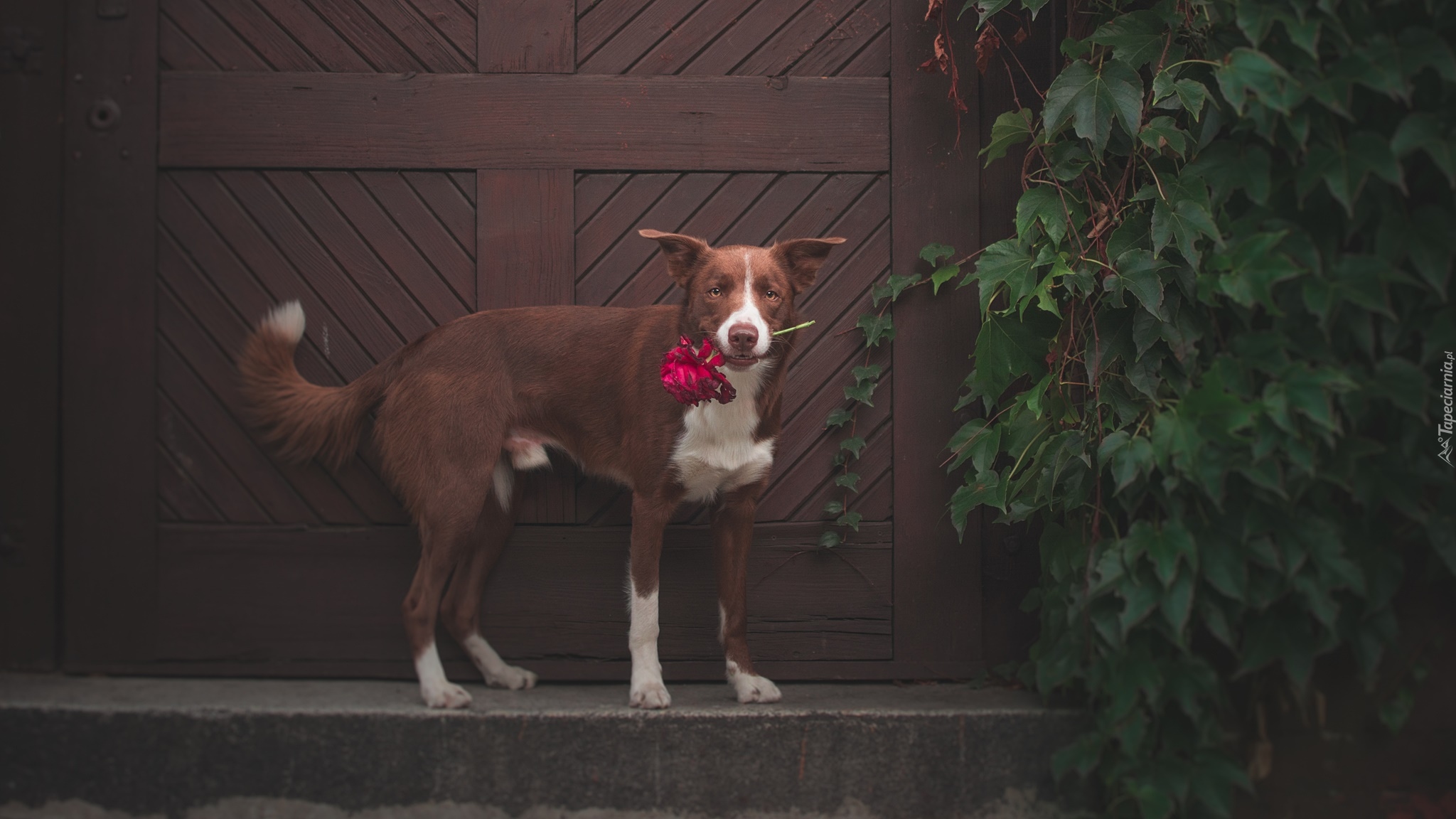 Pies, Border collie, Kwiatek, Liście, Drzwi