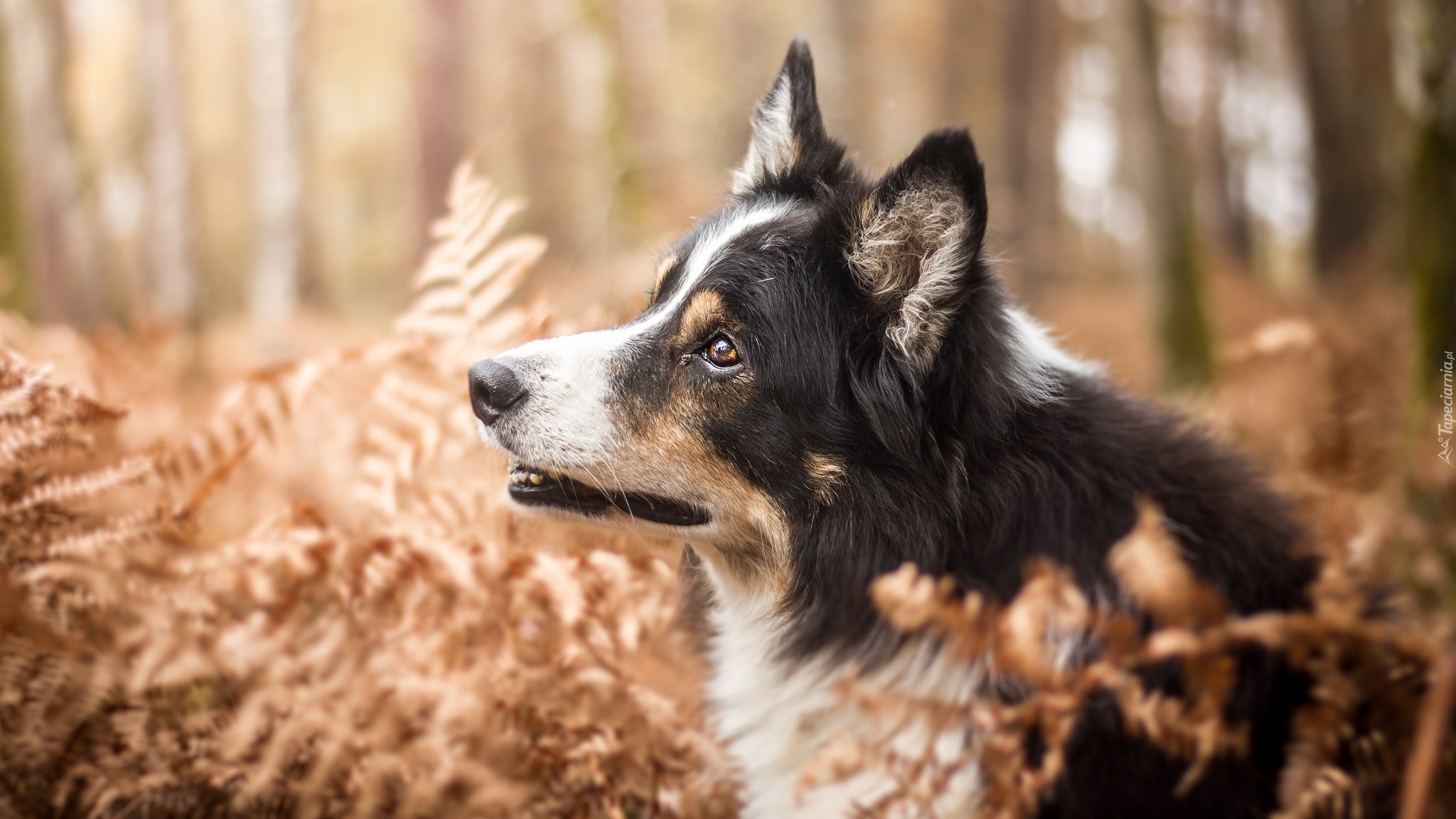 Pies, Border collie, Rośliny, Paprocie