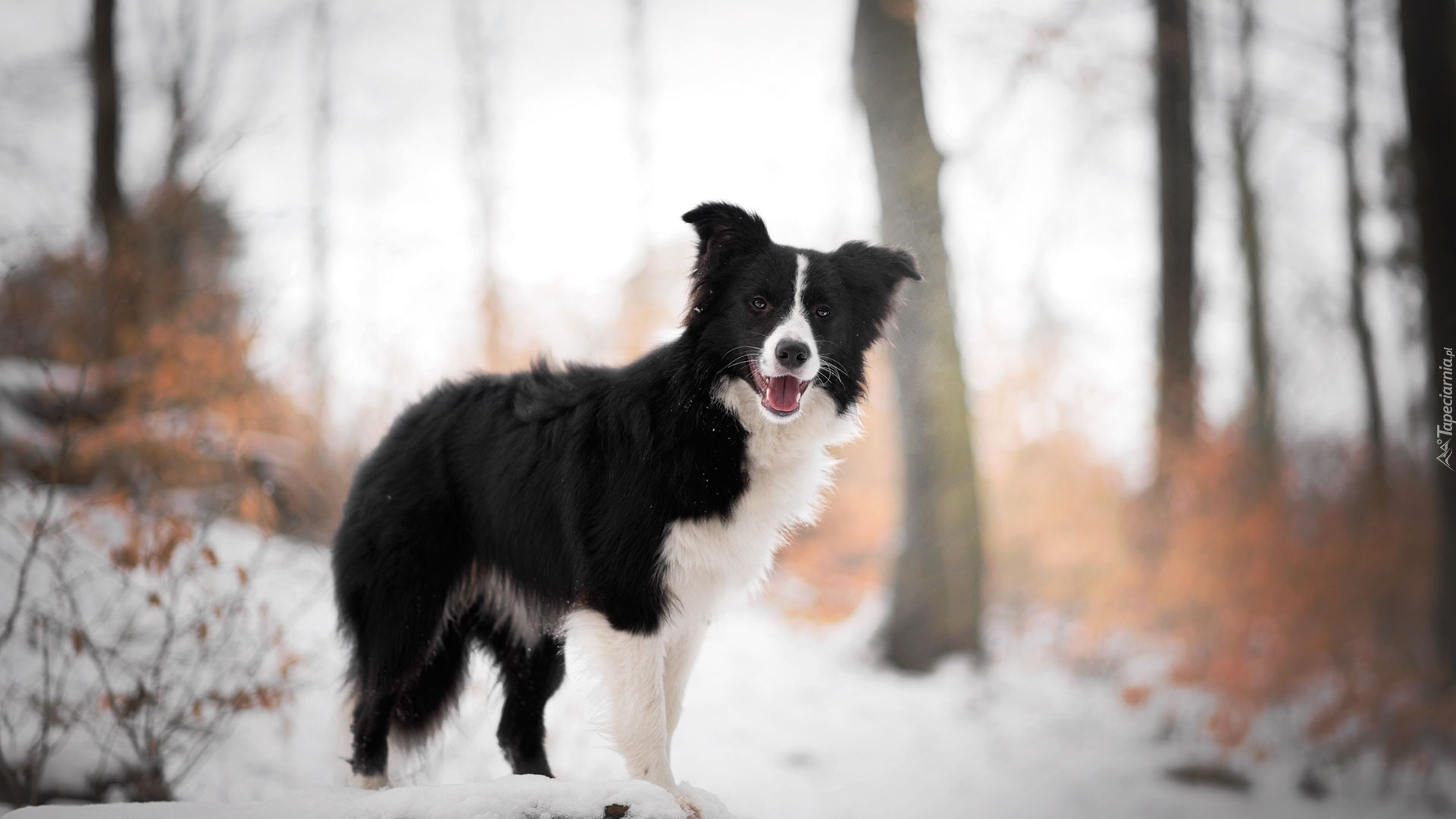 Pies, Border collie, Drzewa, Śnieg